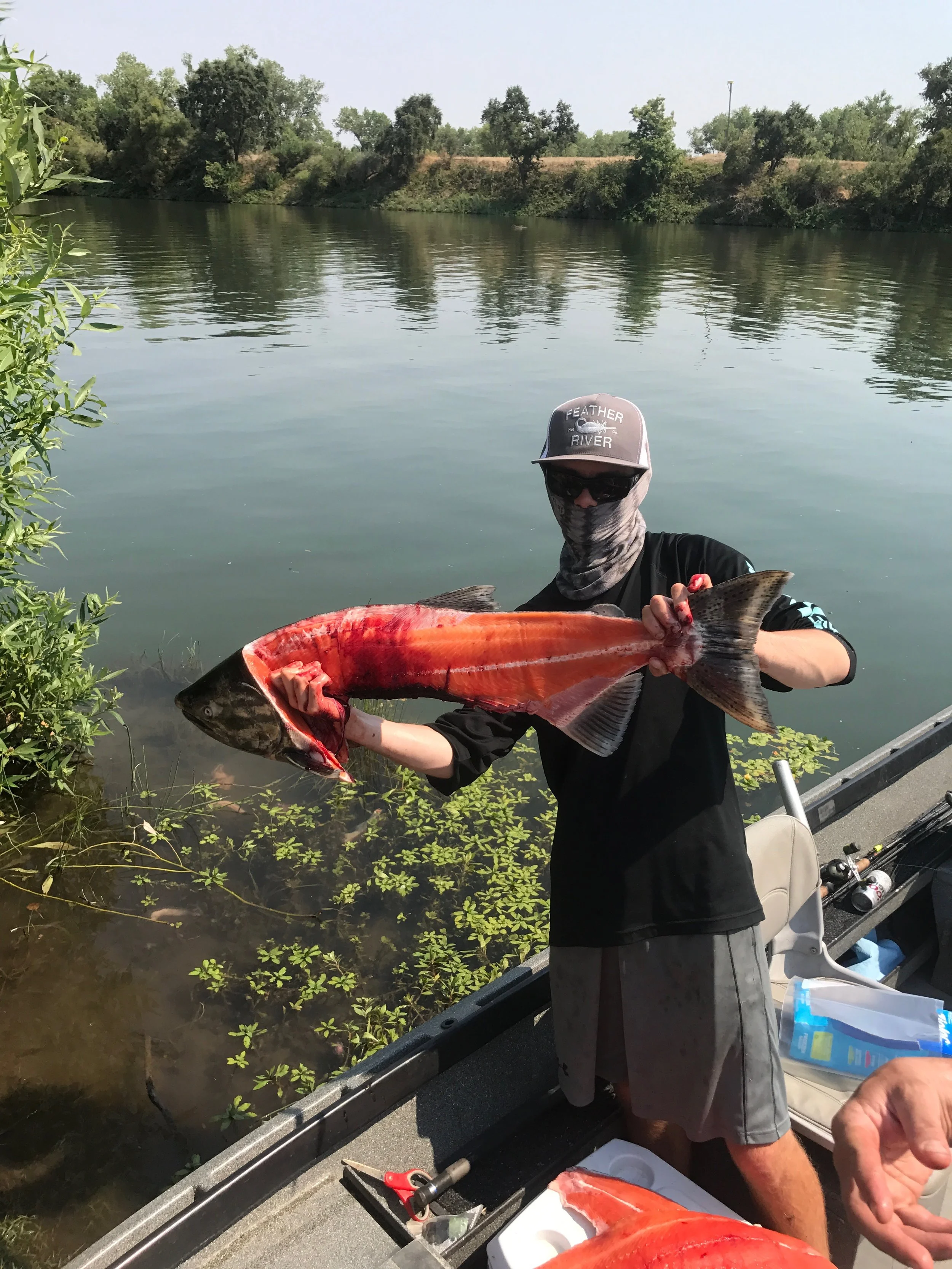 Quality king salmon being caught on the Feather River