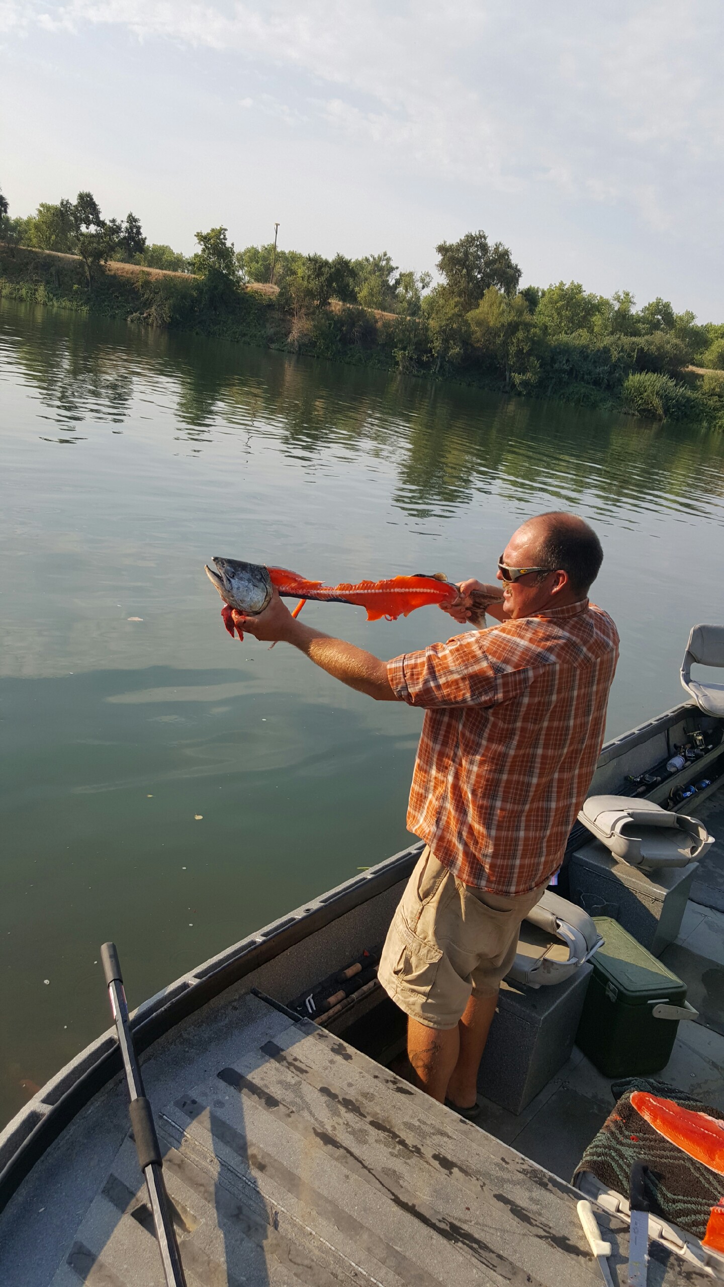 The best grade of salmon all year are swimming up the Feather River every day right now.