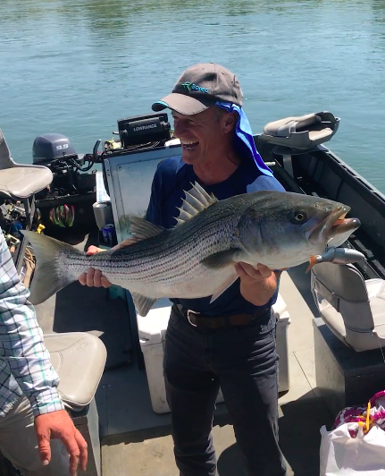 Striped Bass Very Vulnerable To Feed Now That American Shad Are Gone