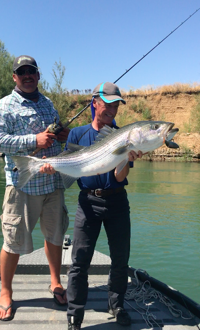 Giant Striped Bass Caught With Sacramento River Salmon Fishing Guide