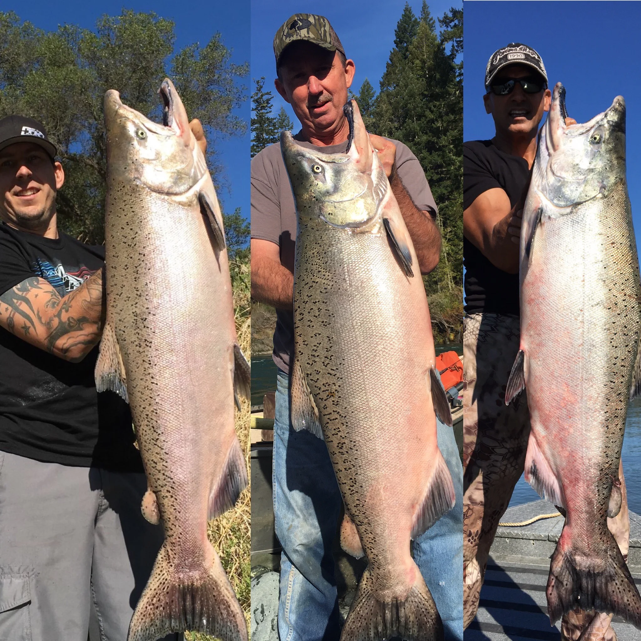 Sacramento River Salmon Fishing With Mike's Guide Service!!