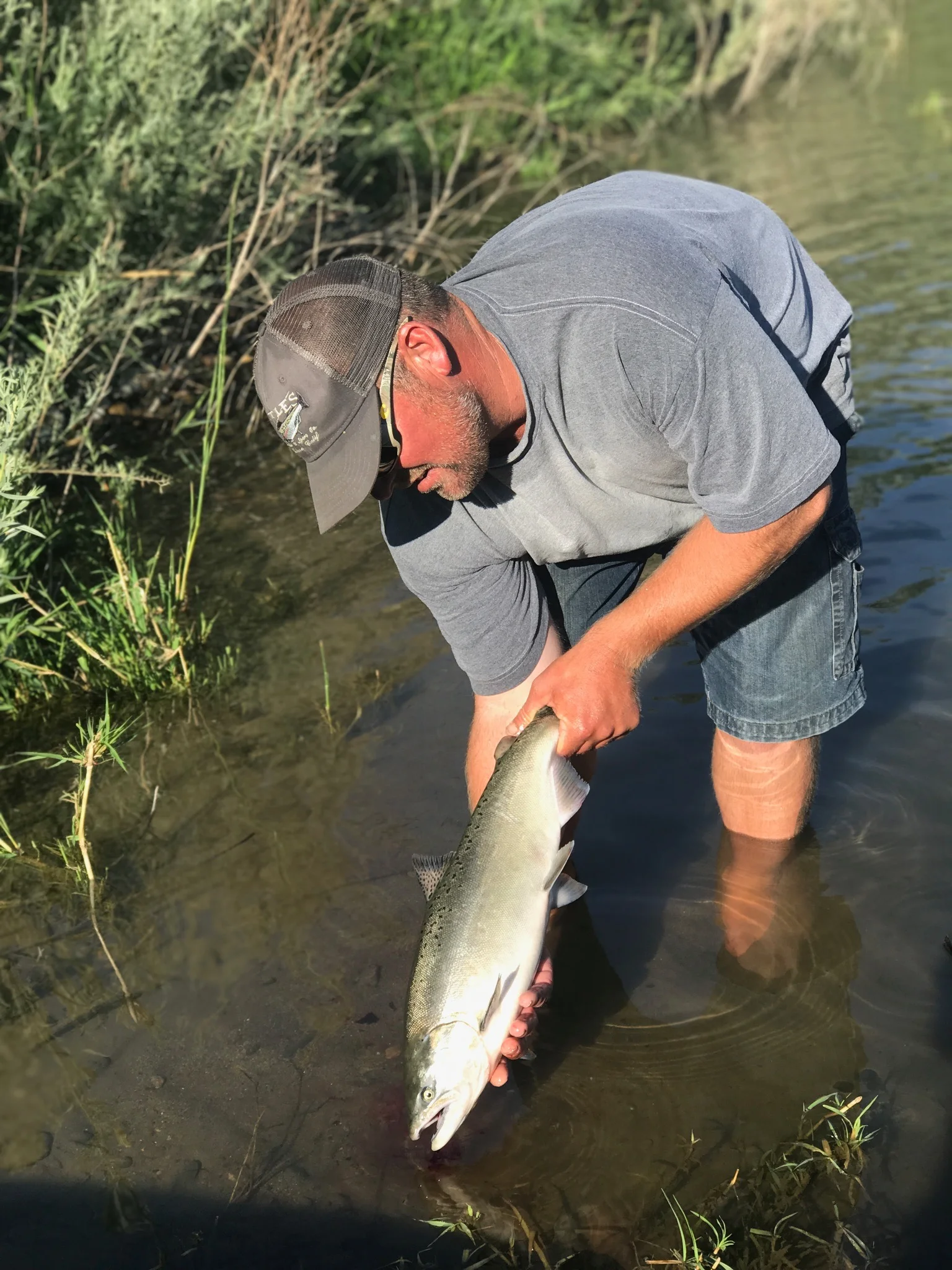 Sacramento River salmon fishing guide Mike Rasmussen of Mike's Guide Service holds a bright little chrome jack he caught on the Sacramento River on August 14, 2017 near Los Molinos, Ca using a sardine and krill wrapped K16 Kwikfish. 