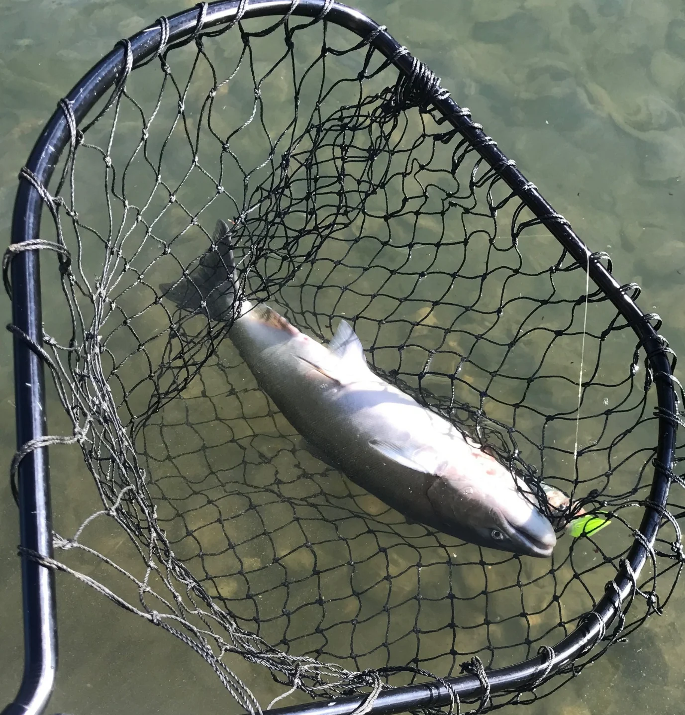 Sacramento River Salmon Fishing Guides Are Gearing Up For The King Salmon