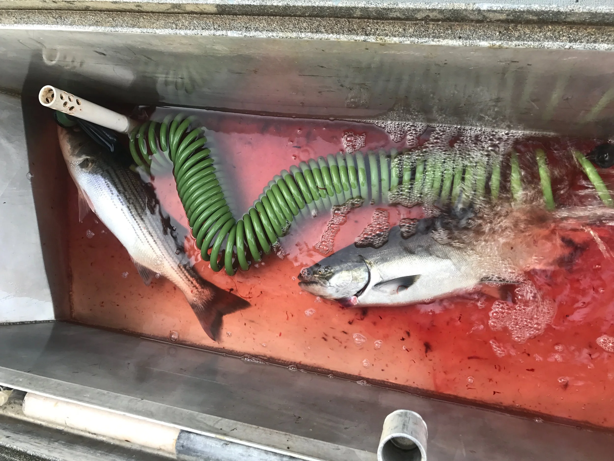 Two Species Of Sacramento River Fish Caught With Mike's Guide Service