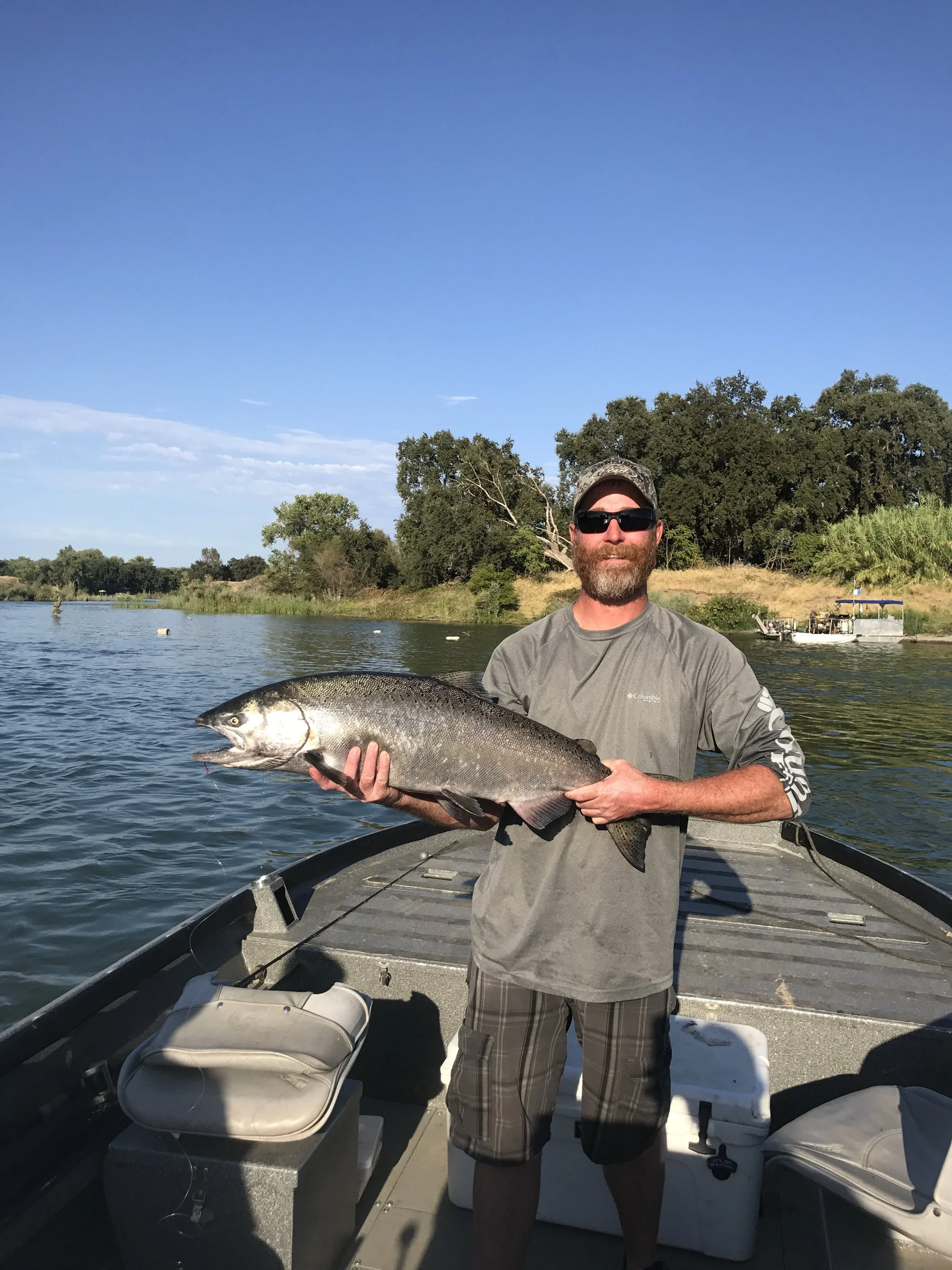 Chrome Feather River King Salmon Caught In August 2017