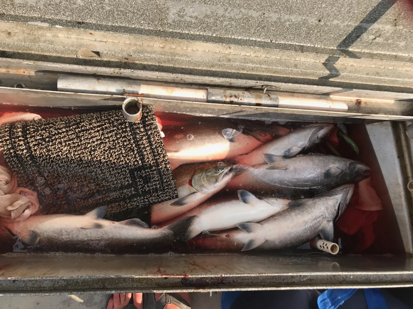 Feather River Salmon In The SalmonSacRiver.com Fish Box