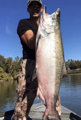 Jay Atalat holding a 42 pound Late Fall Run Chinook Salmon he caught with SalmonSacRiver.com salmon fishing guide Mike Rasmussen in November 2017 on the Sacramento River near Colusa, Ca.