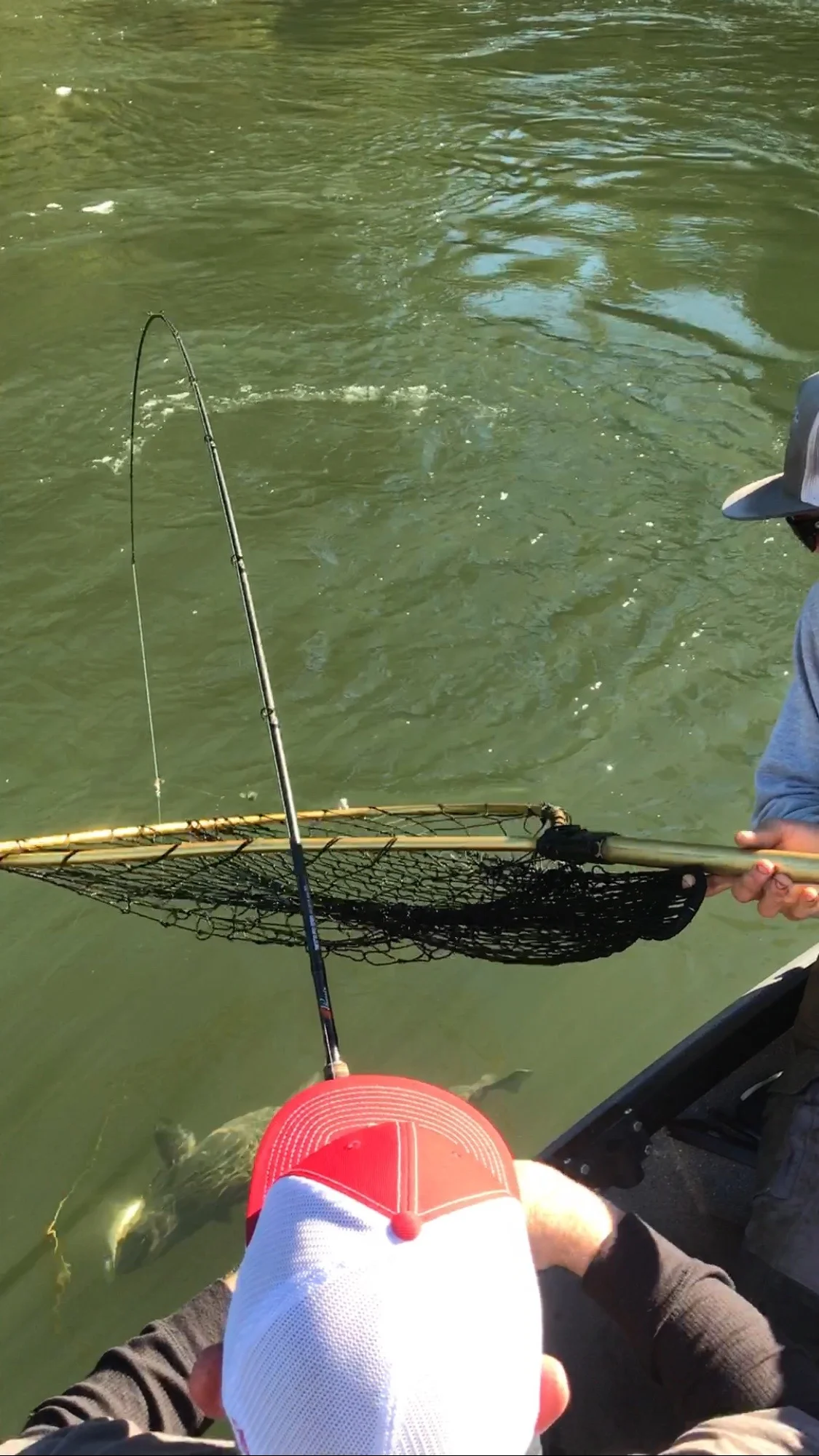 Smith River Salmon Under The Net