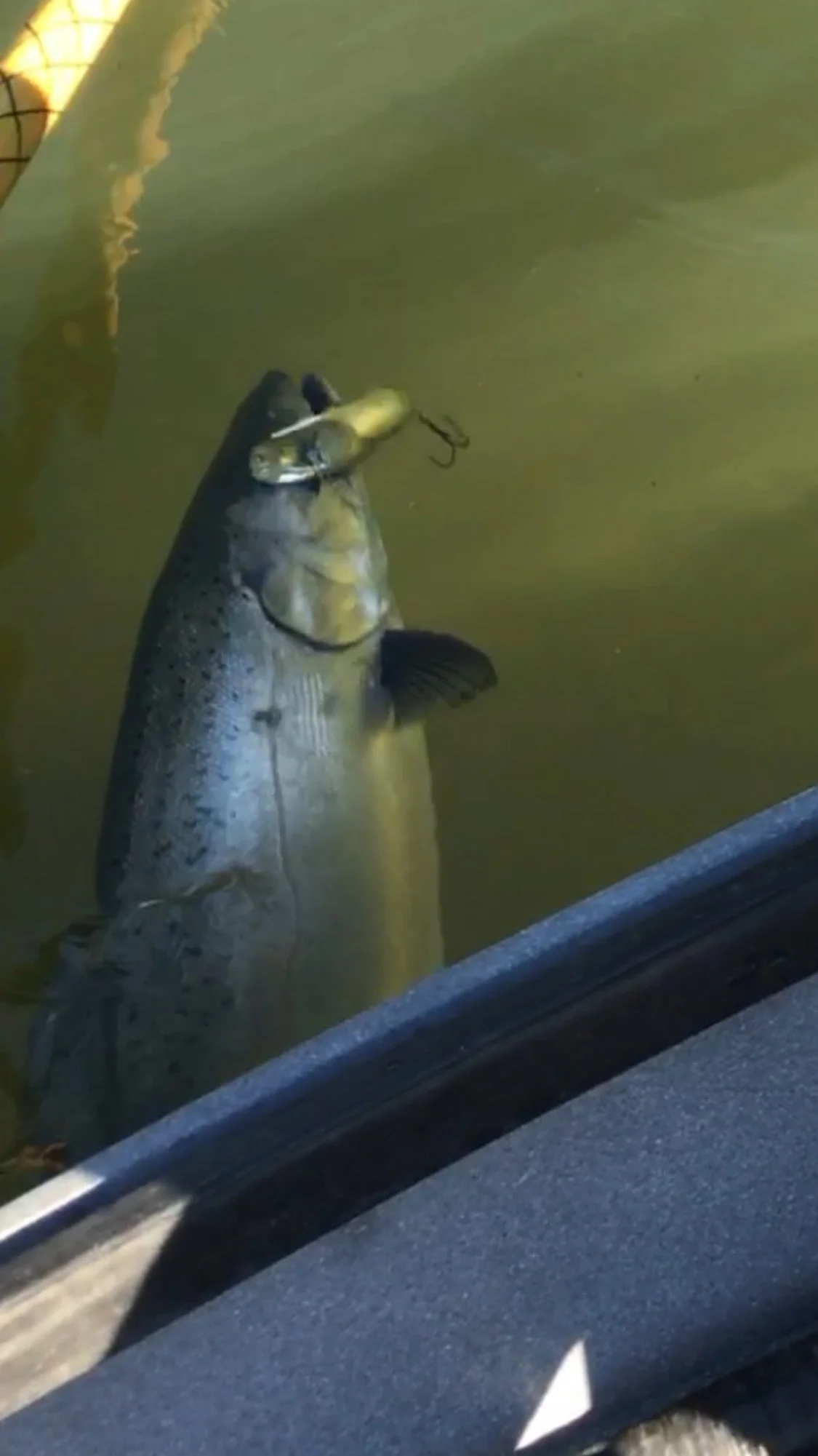 Smith River Salmon With K16 KwikFish In It's Mouth