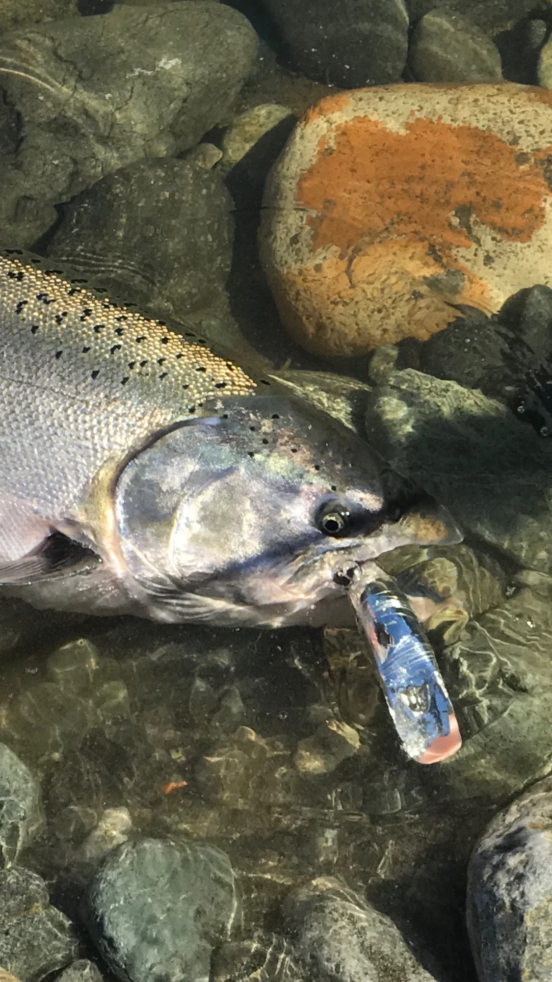 Chrome Salmon, Chrome Lure On The Smith River