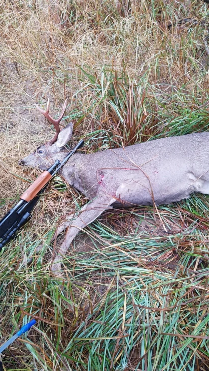 Blacktail Buck Down On The Sacramento River
