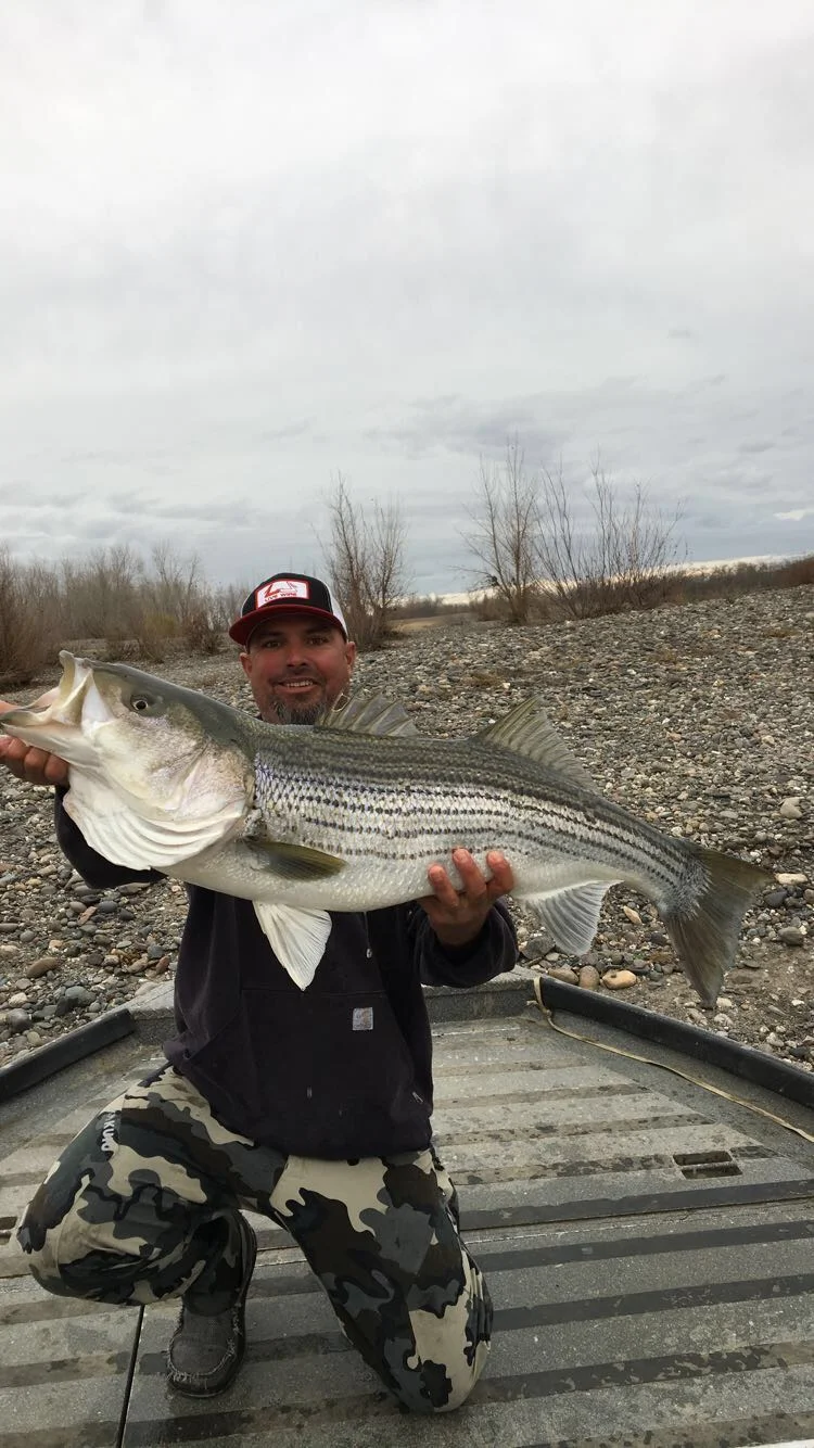 A 30 Pound Striped Bass On The Sacramento River
