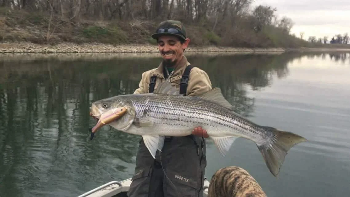 Striped Bass Fishing Guide Anthony Crawford of Got Fish Guide Service holds up a sow striper he caught this week while fishing the Sacramento River in Northern California. Anthony caught this pig while casting a Mavin Glide Bait in the rainbow trout…