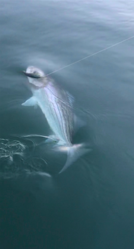 This 30 pound striped bass was pictured just before it hit the net. As the striper tired out it surfaced showing off the Gcj glide bait it bit for Sacramento River striped bass fishing guide Mike Rasmussen