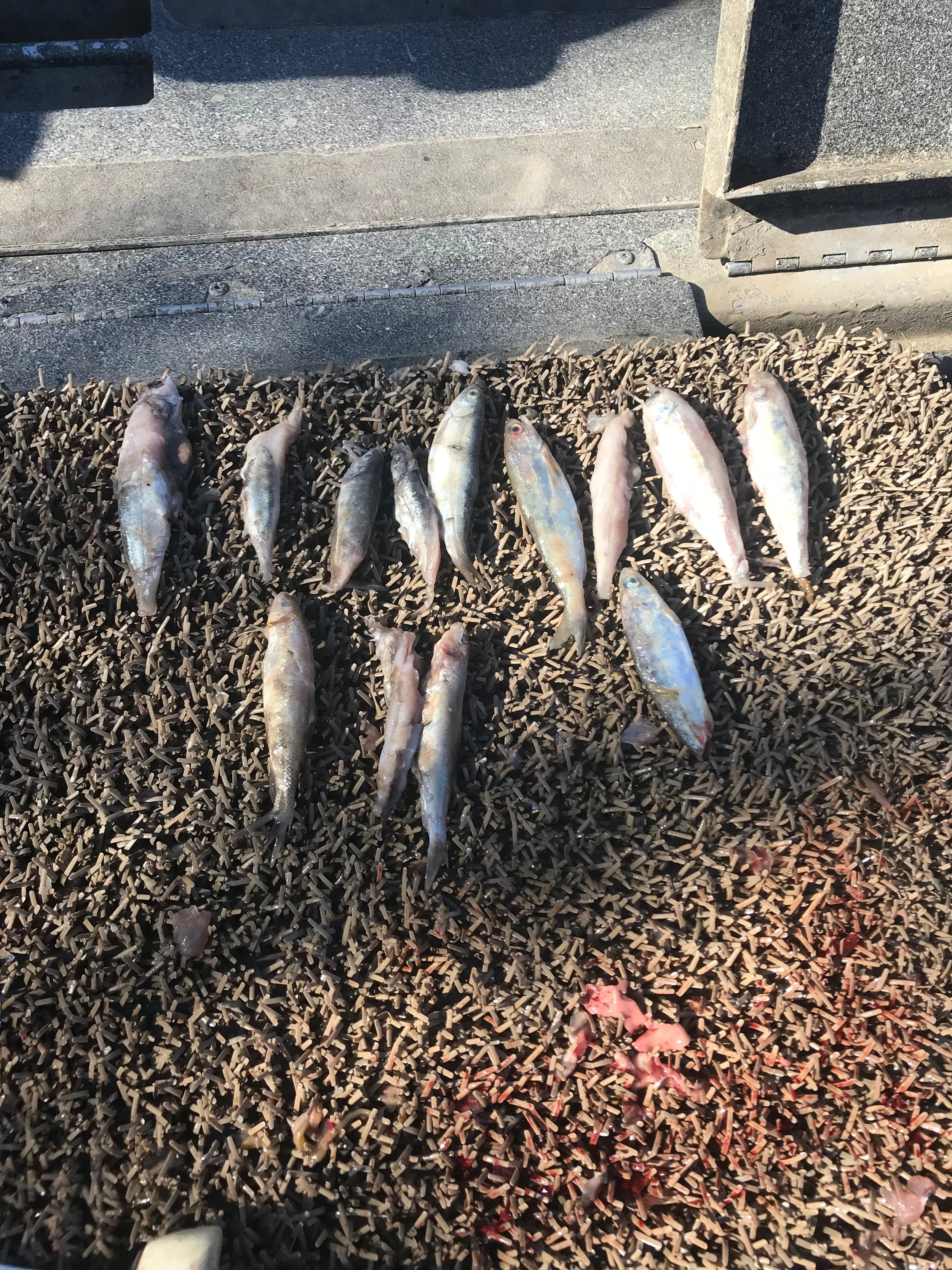 These baby salmon were taken from the stomachs of schoolie sized striped bass on March 5, 2018 by Sacramento River striped bass fishing guide Mike Rasmussen.&nbsp;
