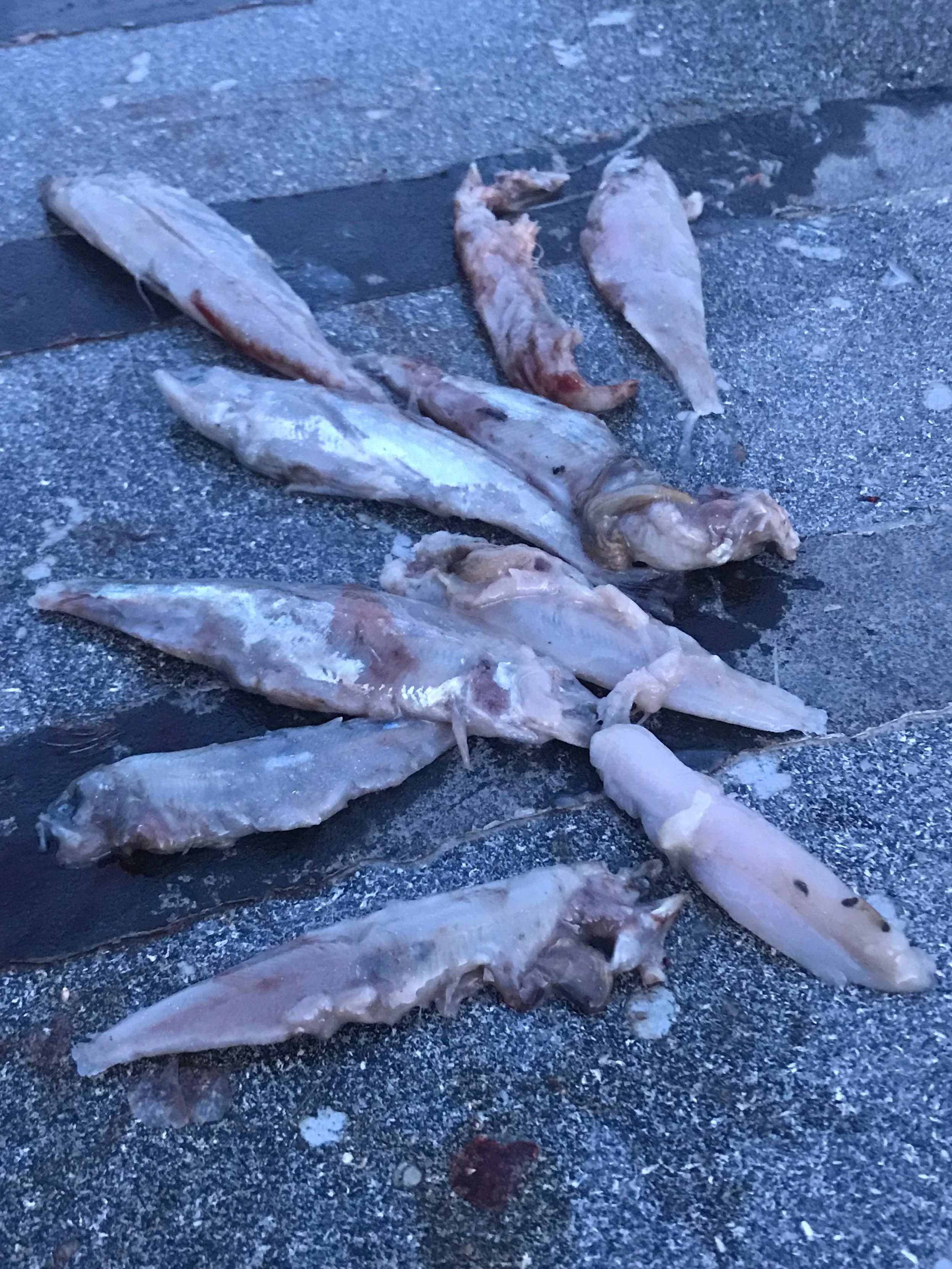 These baby salmon won't be making it to the Pacific Ocean. Fishing guide Mike Rasmussen snaps a photo of all the baby salmon in the stomachs of his clients striped bass that were retained for consumption on March 6, 2018.&nbsp;