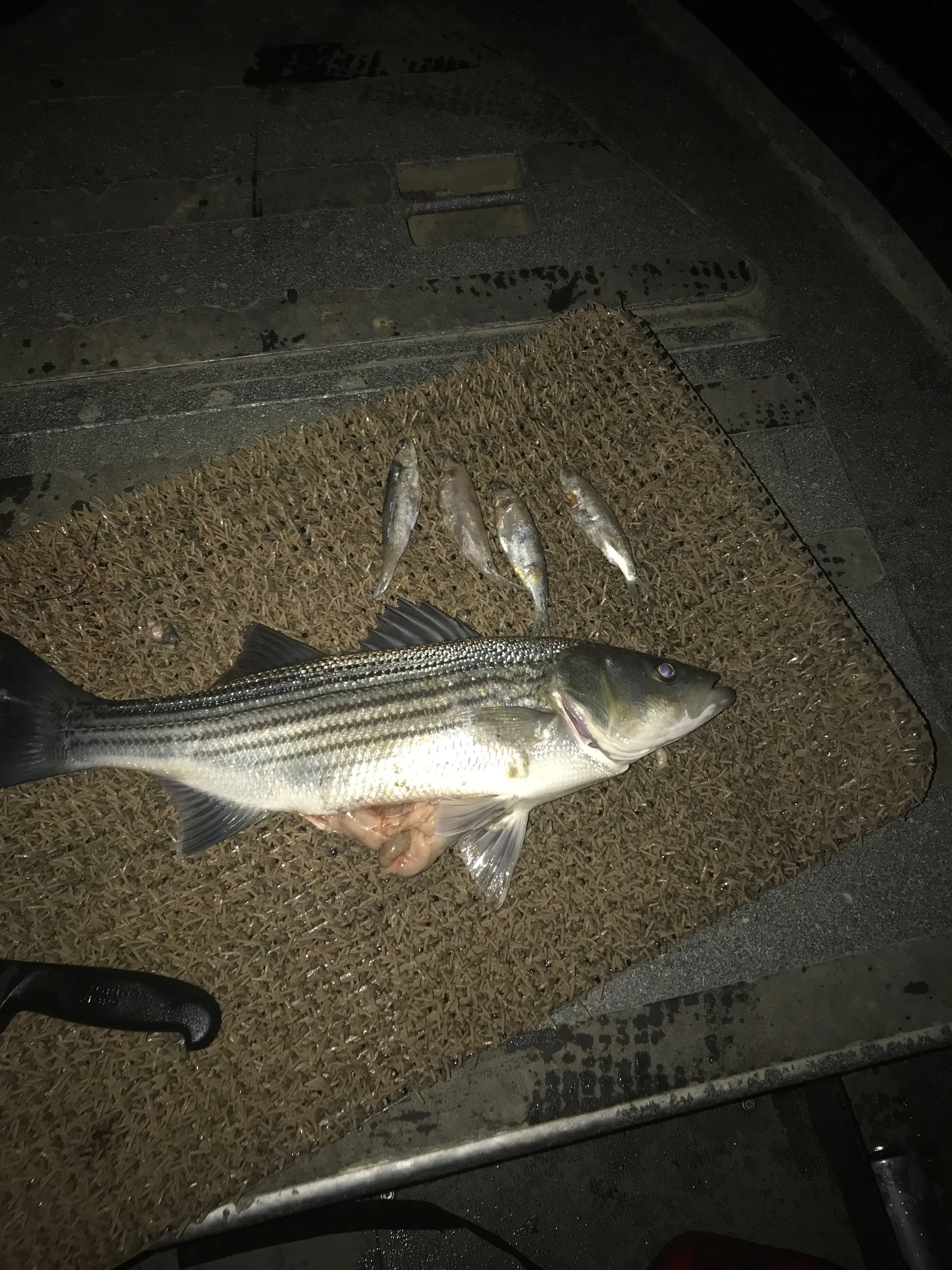 This example shown by Mike Rasmussen of Mike's Guide Service, depicts the piggy nature of the schoolie striped of the Sacramento River. This 19" striped bass had a full stomach at the expense of poor hatchery release practices. This picture was take…