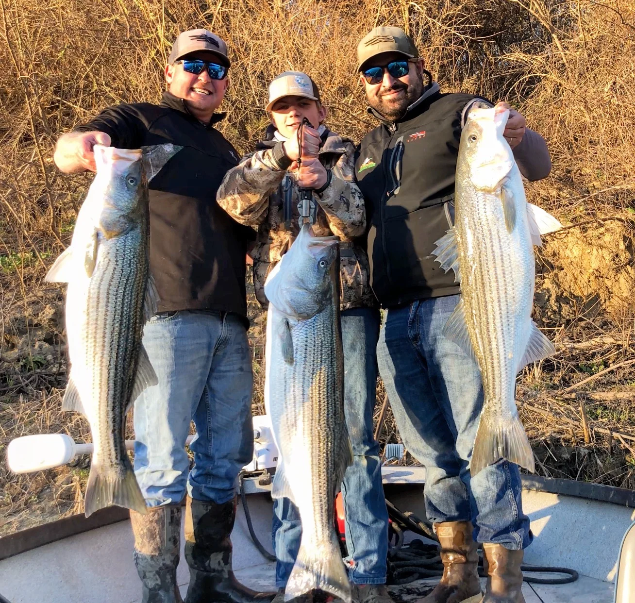 Chris Tocatlian and company hold up a rare trio of mid 20 pound striped bass they landed and released after their triple hook-up on March 5, 2018 on the Sacramento River.&nbsp;