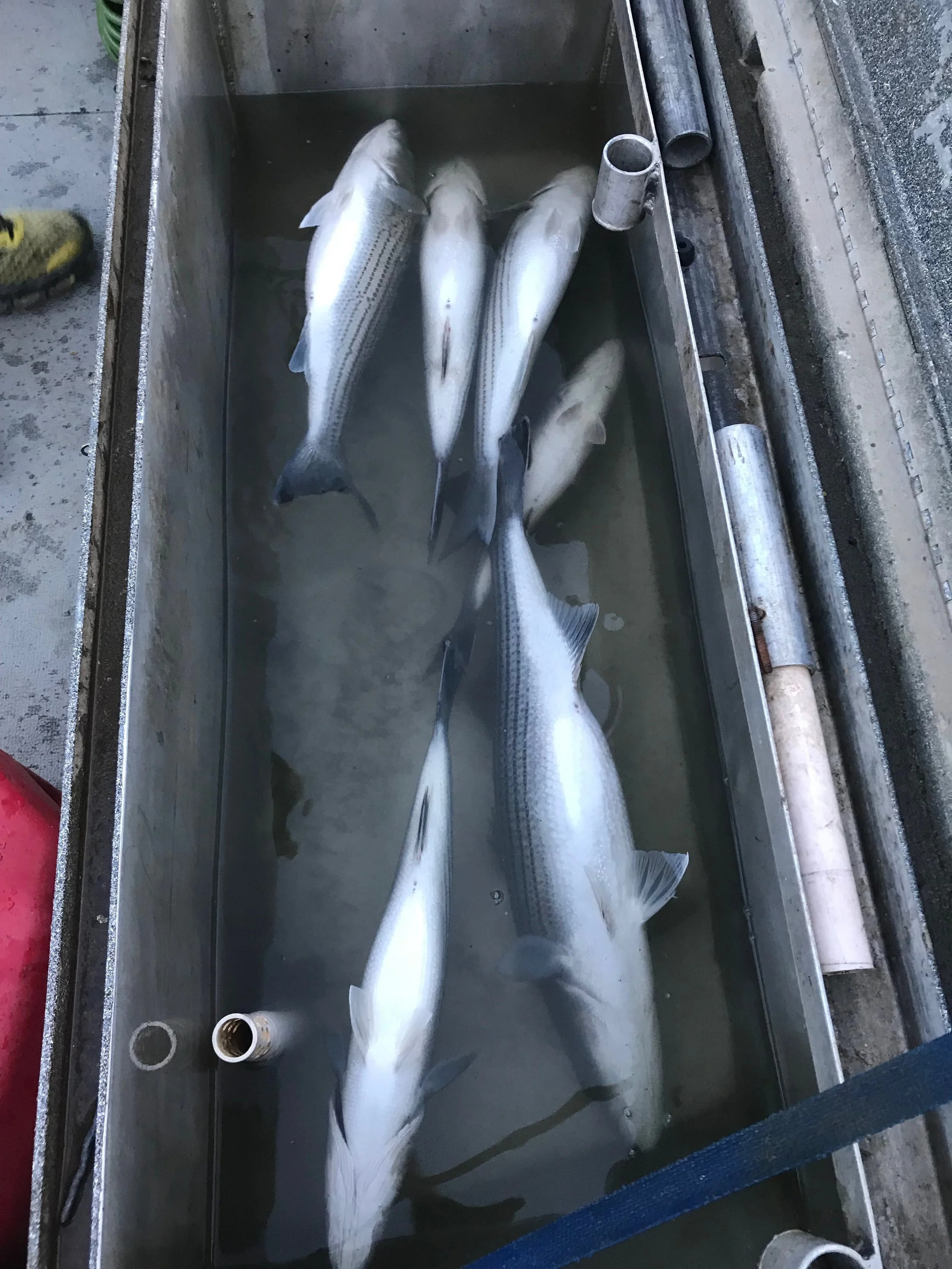 Limits for three customers are shown in the Mike's Guide Service fish box on his Koffler jet boat. This limit of striped bass was caught on the Sacramento River on March 6, 2018.