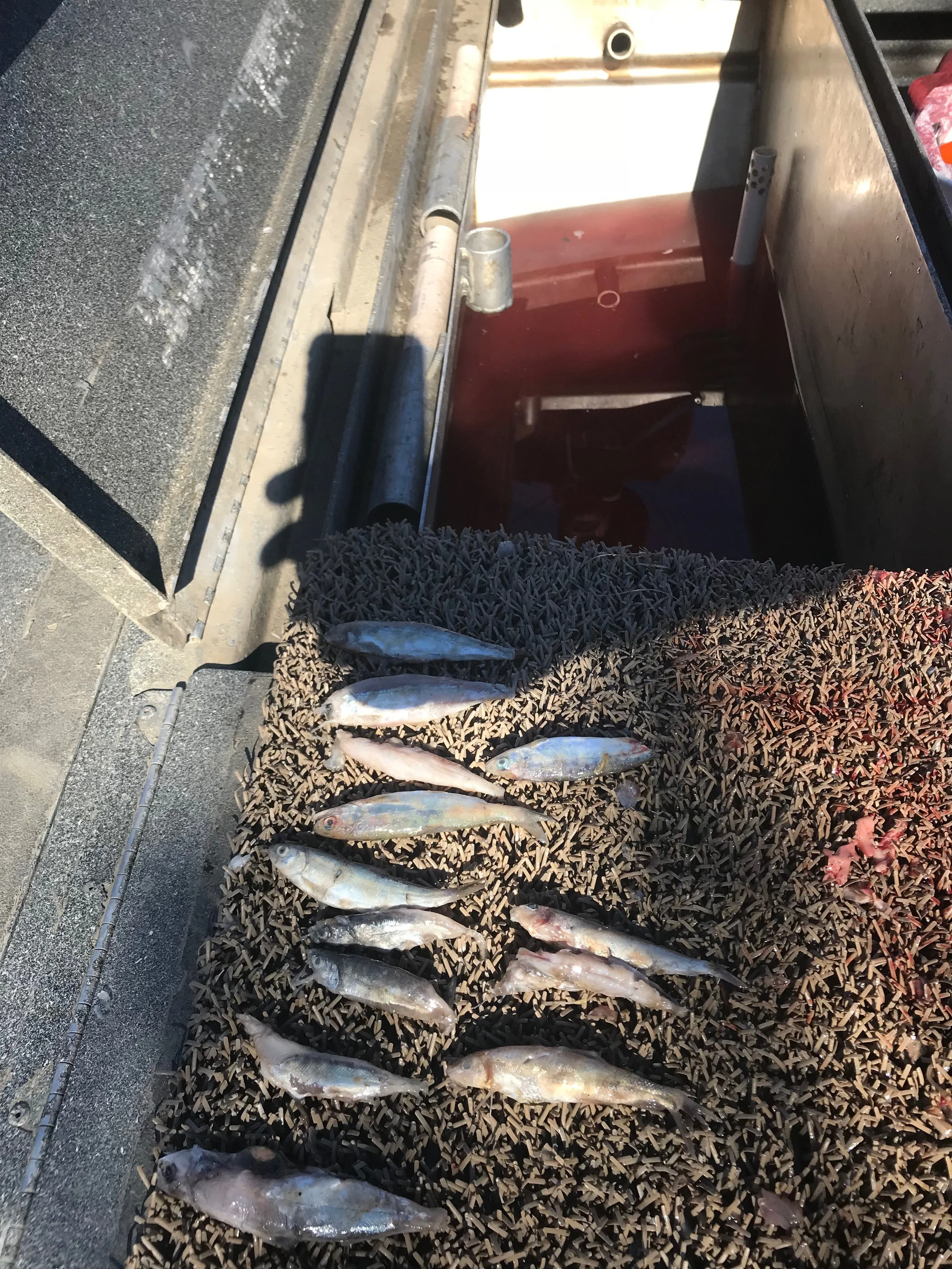 Picture Gallery (5) 2018 Trophy Striped Bass & Spring Run Striped Bass