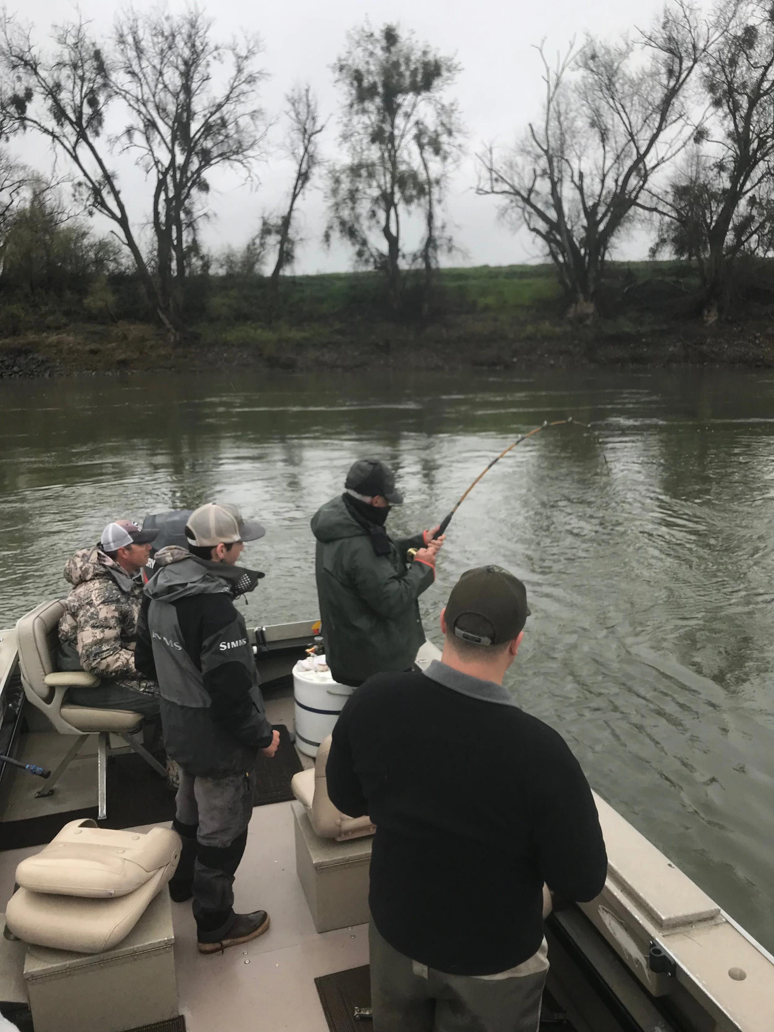Fish On!! White Sturgeon On The Sacramento River