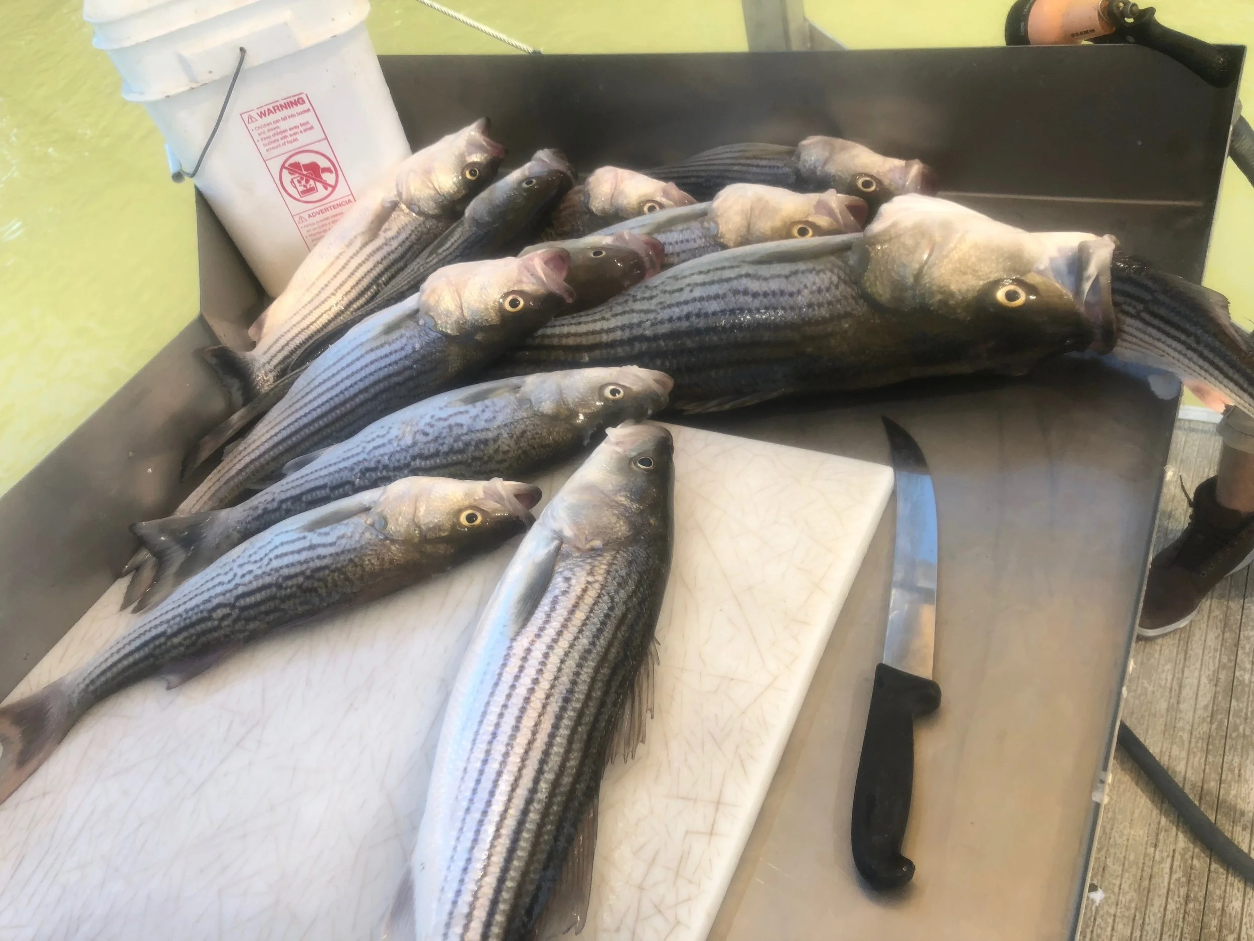 Pile Those Stripers Up!