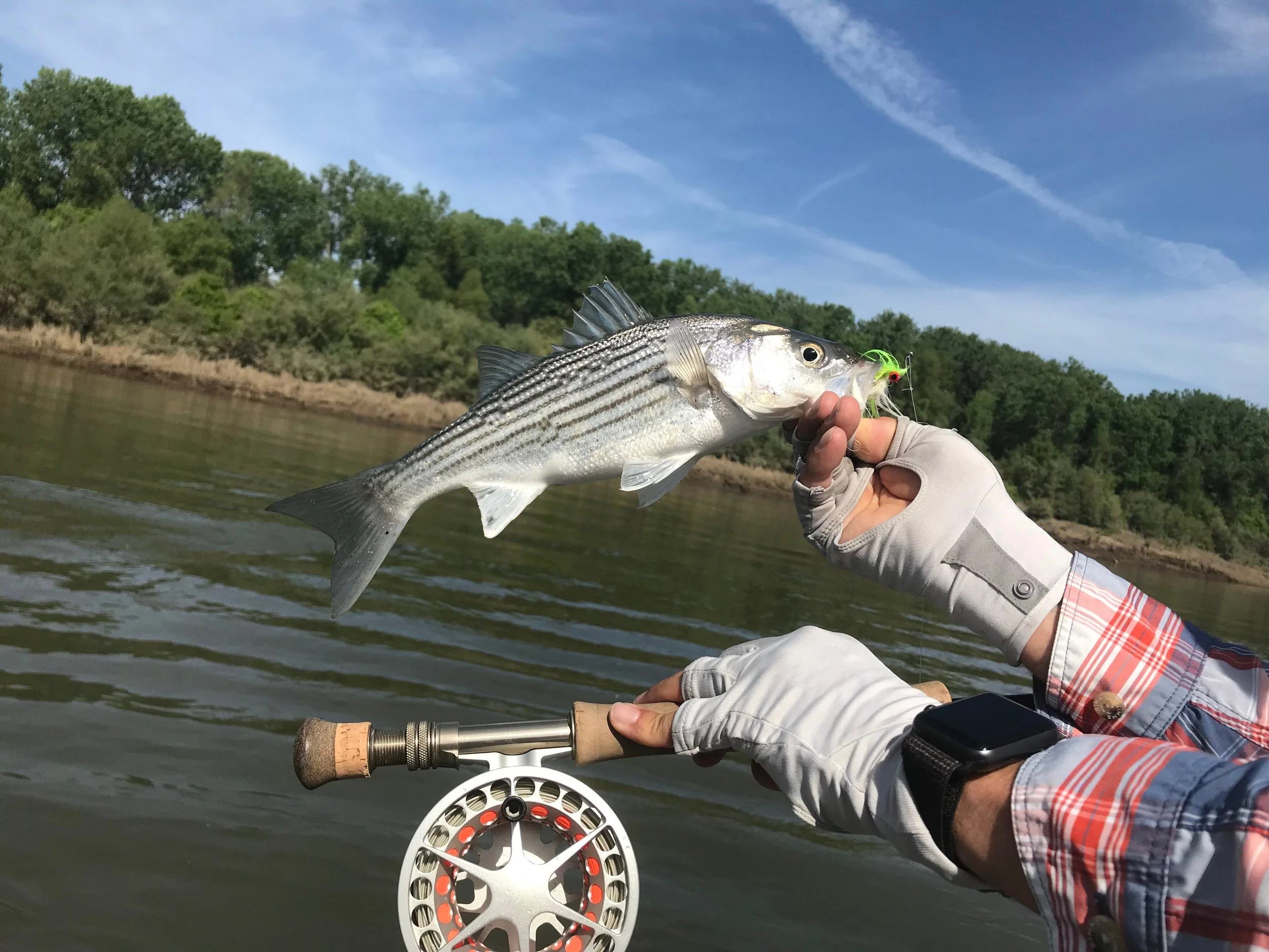 Fly Fishing For Striped Bass On The Sacramento River
