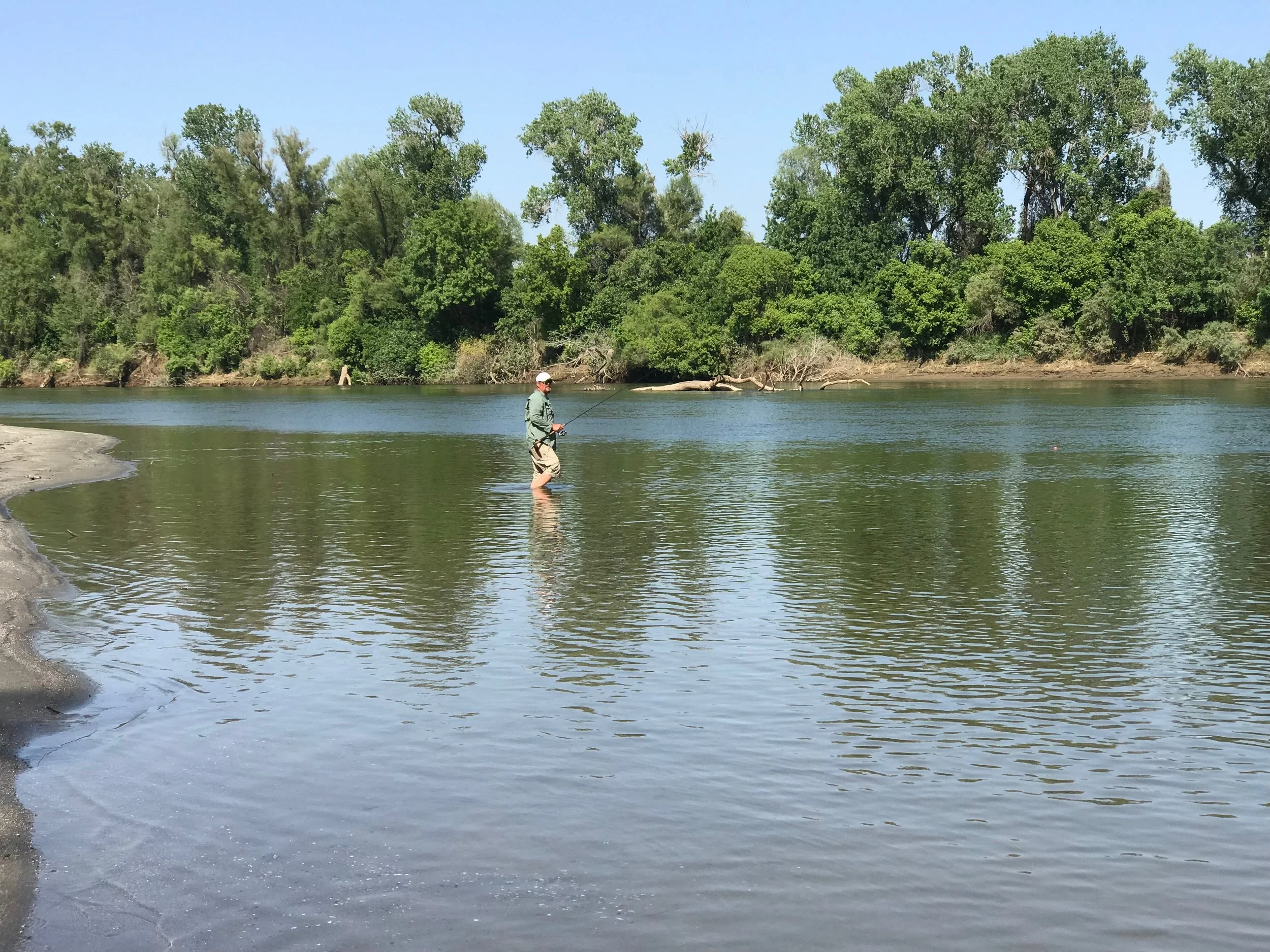 Fishing Guide Mike Rasmussen Wading In The Sacramento River