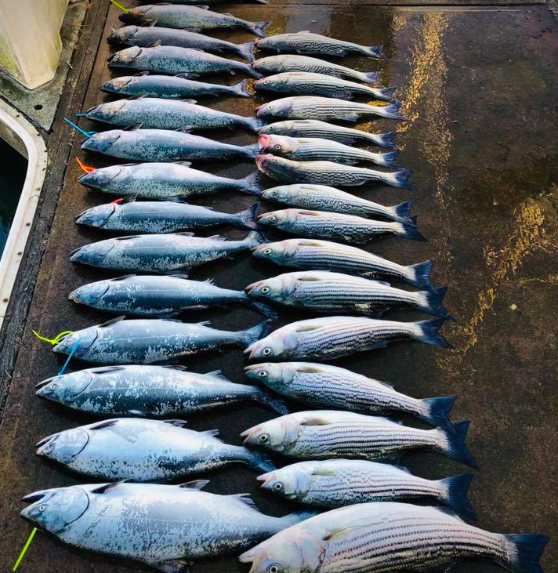 Cpt John McGee of Legal Limit Sportfishing shows off his impressive take of striped bass and king salmon limits caught this month by anglers willing to be a little flexible on their trip. a