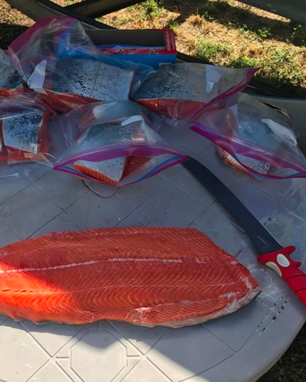 These salmon are in excellent shape. Thick and oily with krill stained meat. These processed salmon in the picture came from J. Pearl Guide Service 707-536-3984