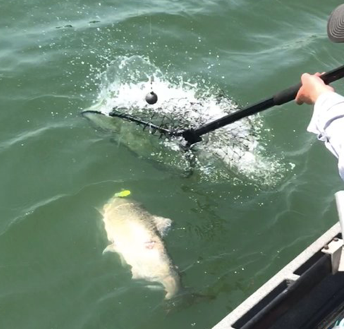 2017 salmon season plug fishing on the Feather River