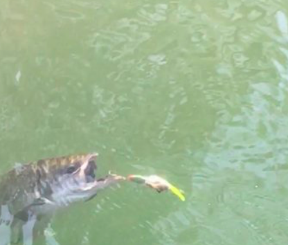 A K-16 Kwikfish hangs by one hook from the bottom jaw of this Fall Run Chinook Salmon. Fishing guide Mike Rasmussen of Mike's Guide Service snapped the photo at Woodson Bridge near Corning, Ca.