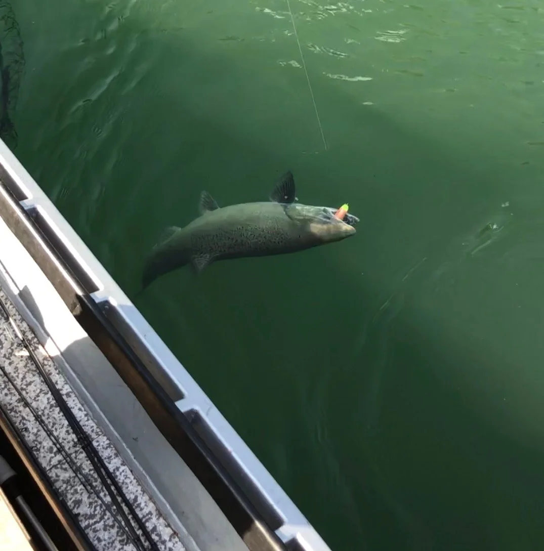 Chinook Salmon To The Boat 