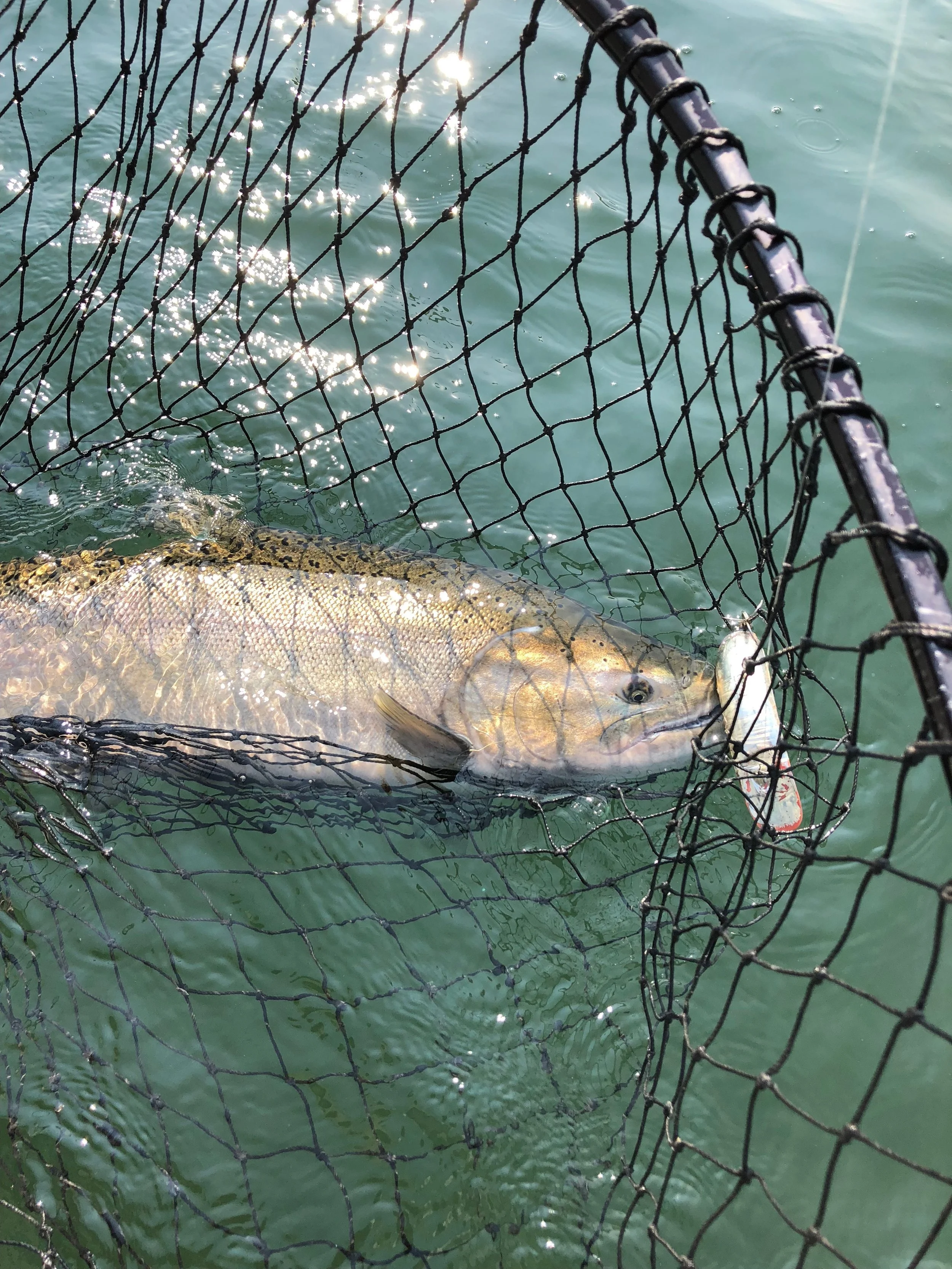 Sacramento River Chinook Salmon with a Yakima Bait Co. T-55 Flatfish in its mouth.