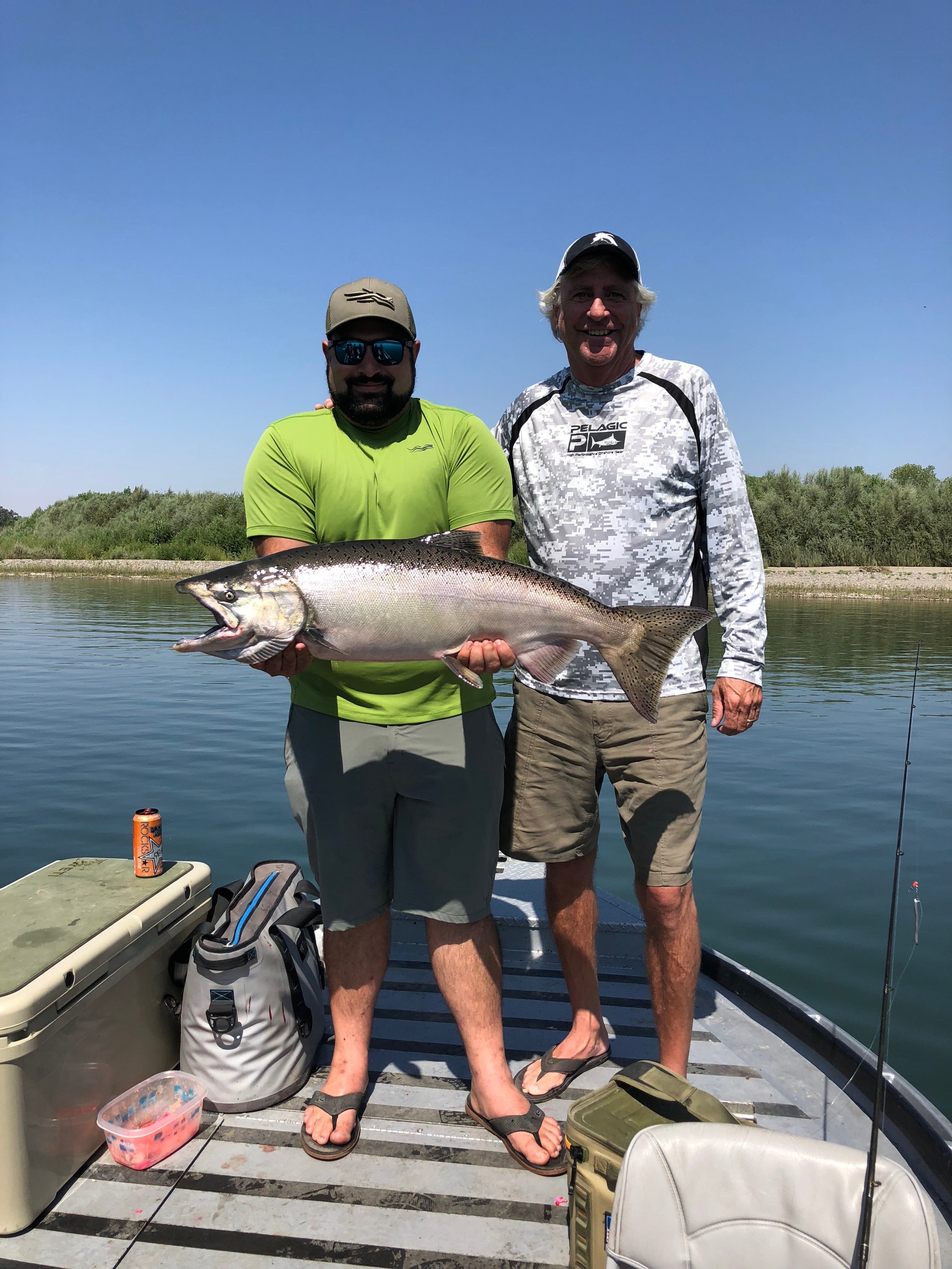 Big King Salmon On The Sacramento River In Northern California