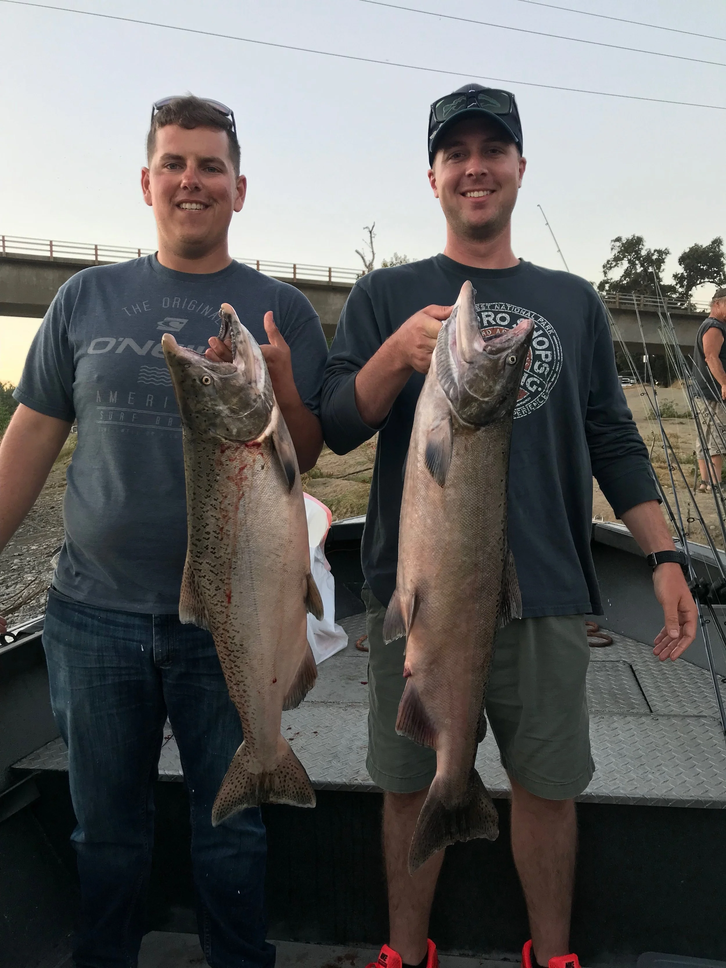 A pair of adult Sacramento River Fall Run King Salmon brought in this week by salmon fishing guide John Pearl of J. Pearl Guide Service and operating fishing guide for salmonsacriver.com . These kings were caught back bouncing lures wrapped with tun…