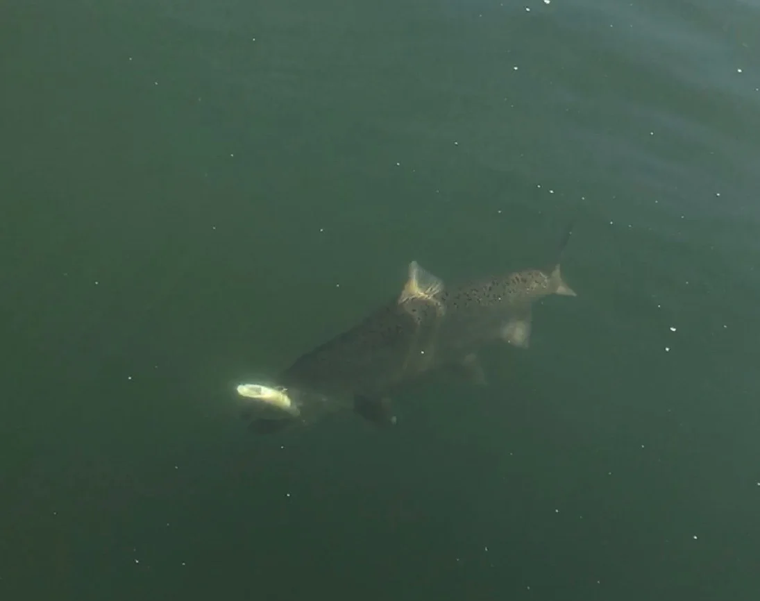 This big adult chinook salmon was brought to the net this week by Sacramento River fishing guide Mike Rasmussen of Mike’s Guide Service in Northern California. This chinook has a K16 Kwikfish www.rapala.com wrapped with sardine, hanging from its mou…
