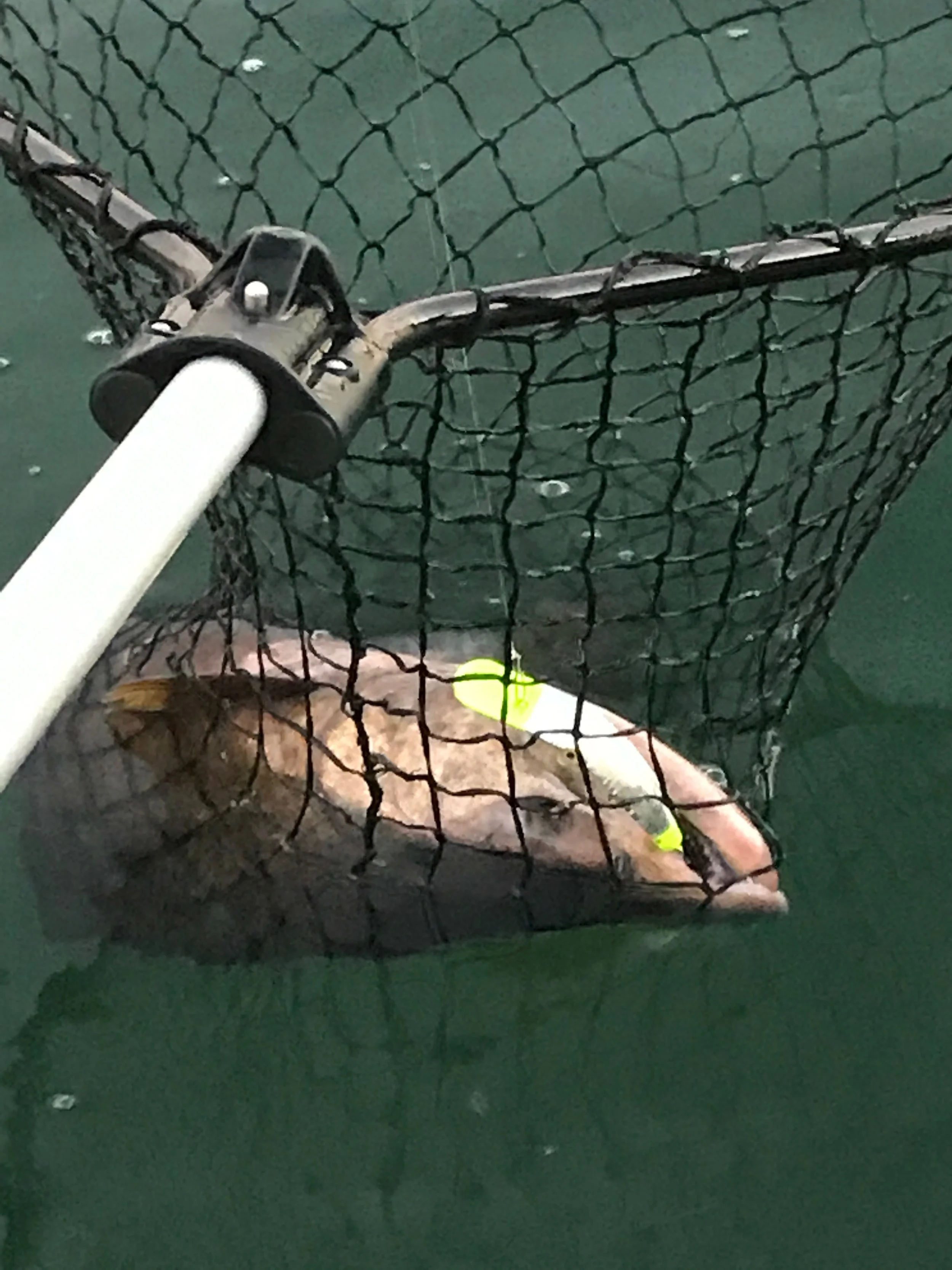 This salmon plug from Yakima Bait Co. www.yakimabait.com was all it took to make this large adult king salmon weighing 22 pounds to get irritated and strike the lure for the lucky person holding their rod. This salmon was bought to the net by Chris …