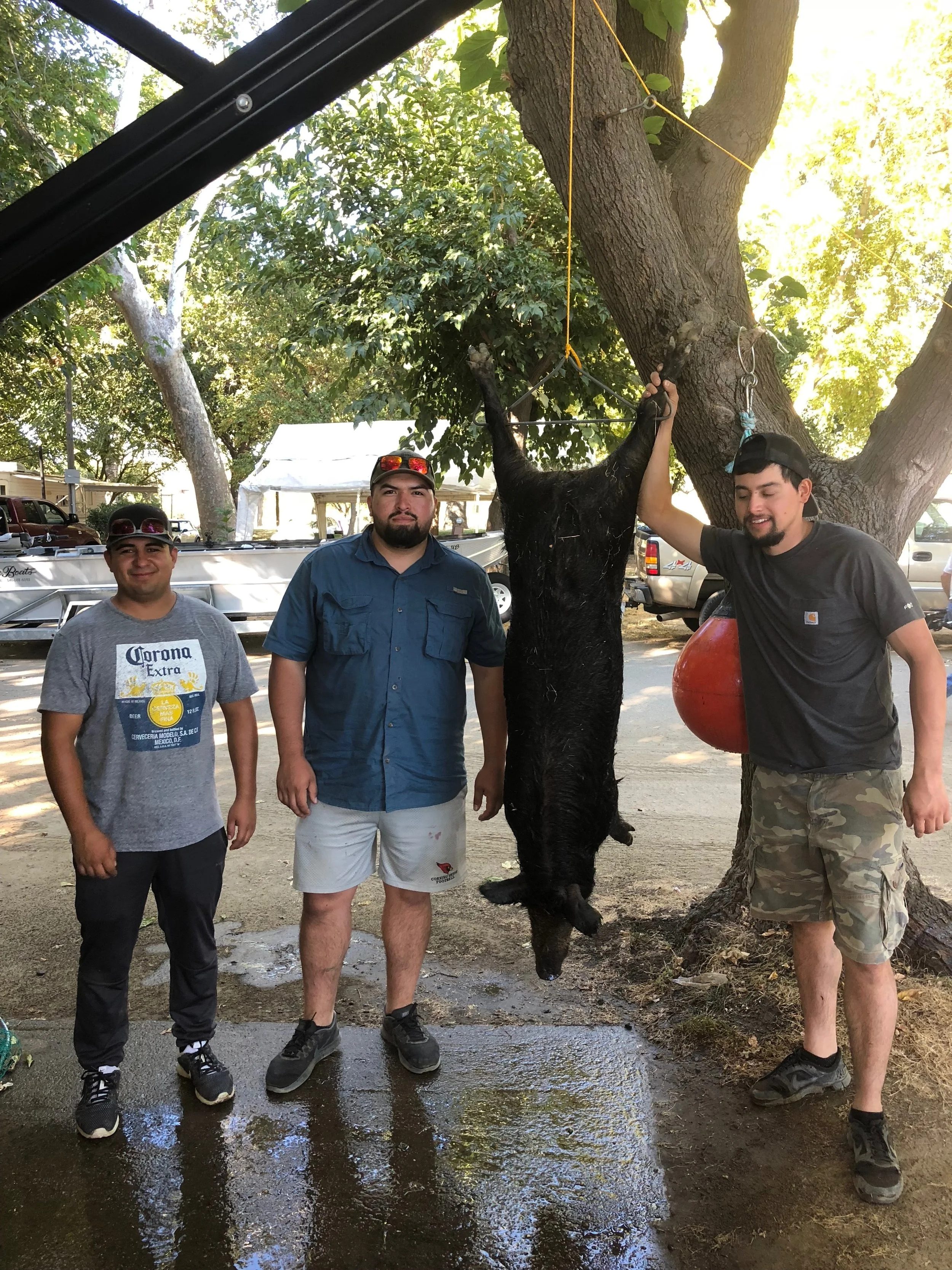 Sacramento River Wild Boar Hanging 