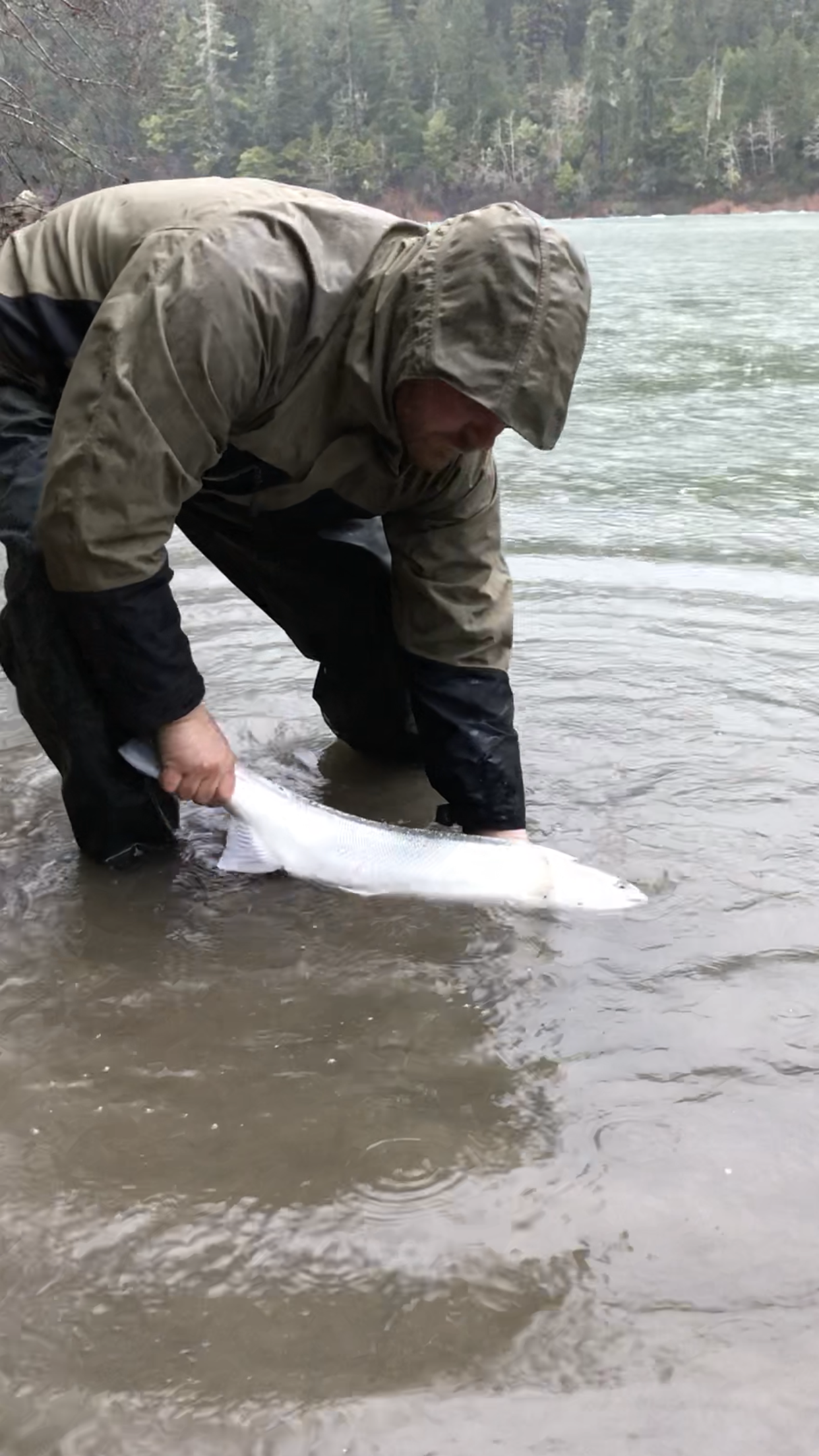 Catch And Release Steelhead Fishing