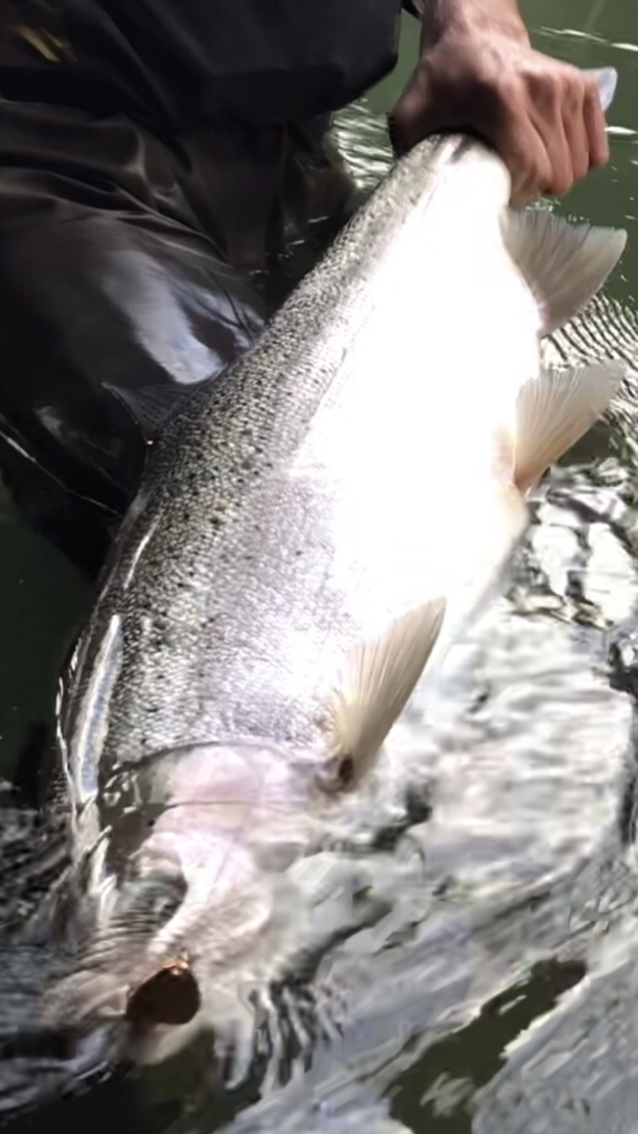 The Perfect Steelhead Photo