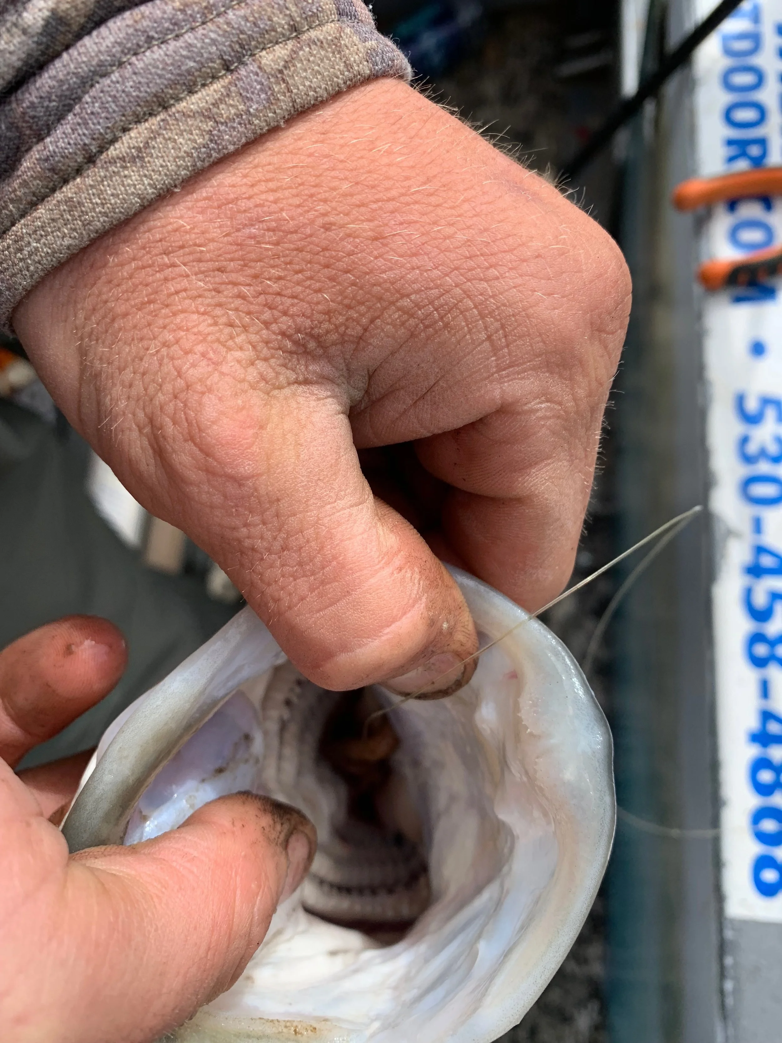 Bait Fishing For Striped Bass