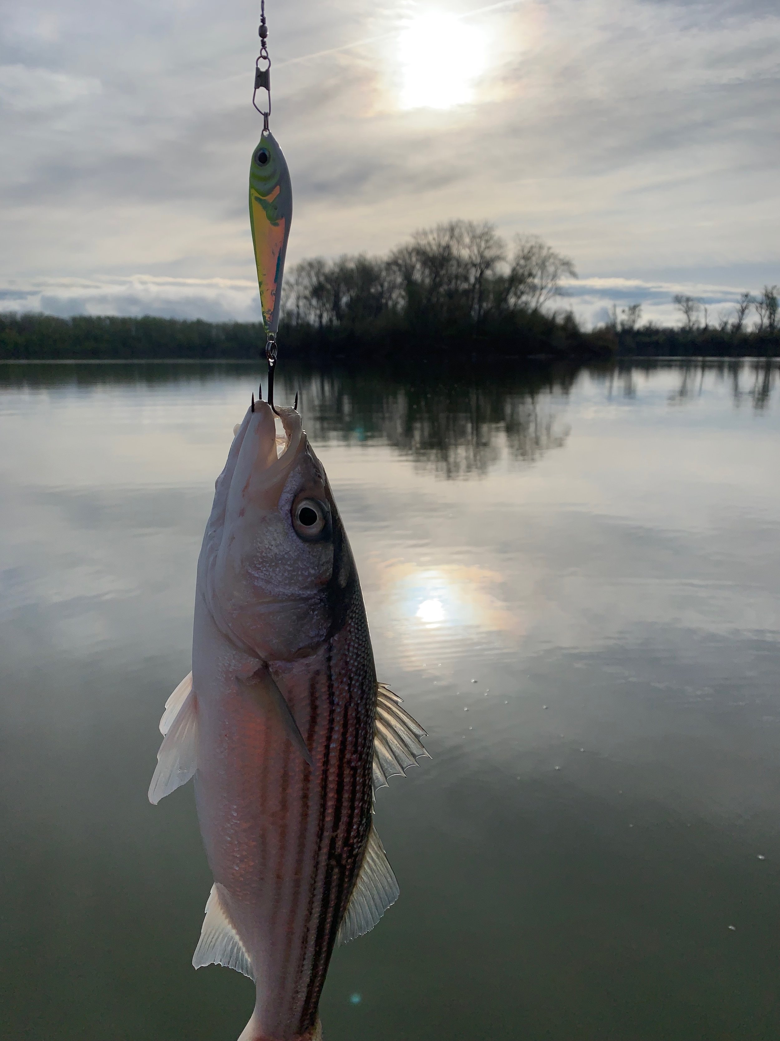 Striped Bass Fishing With Jigs