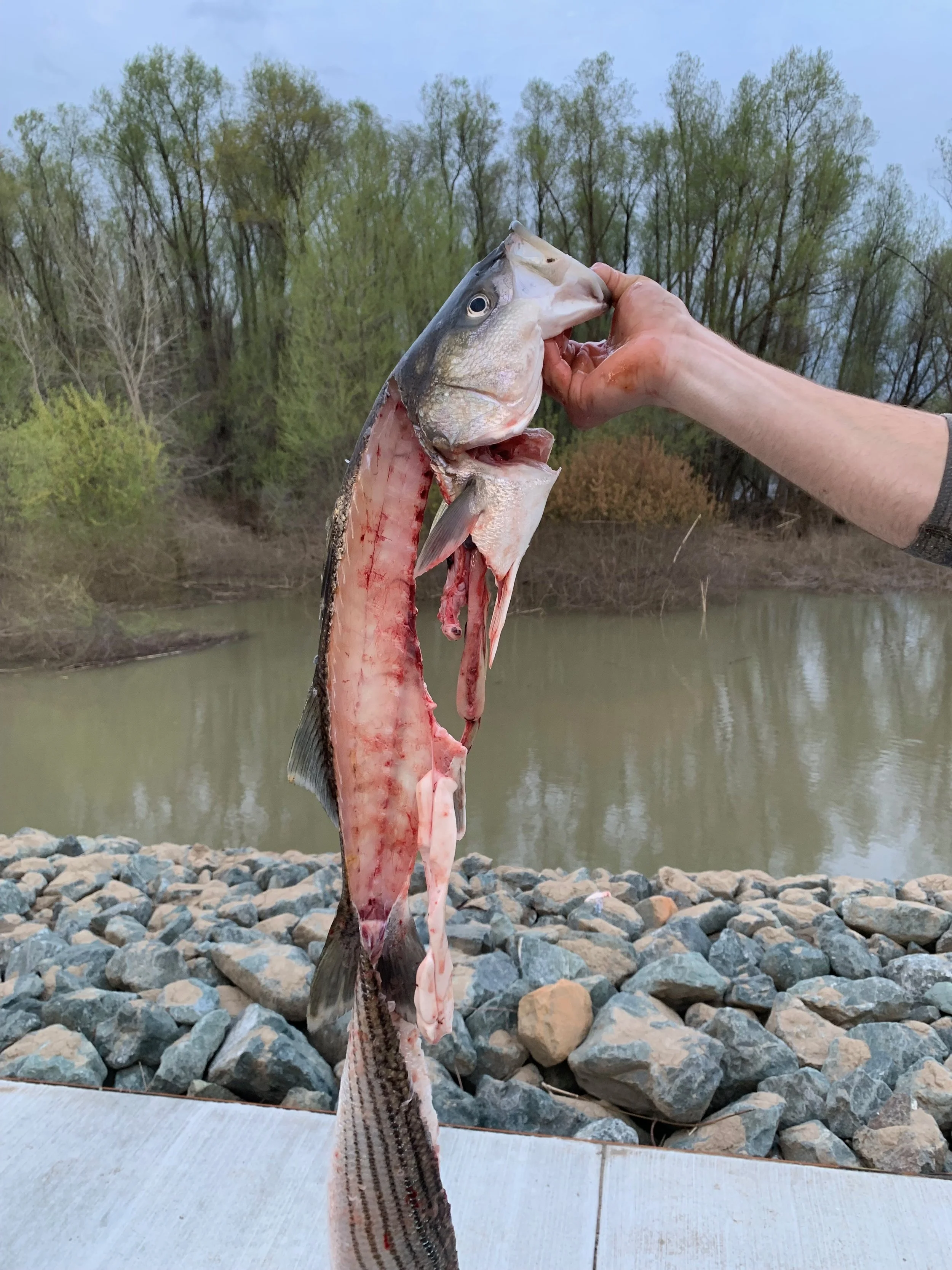 Striped Bass After Being Processed