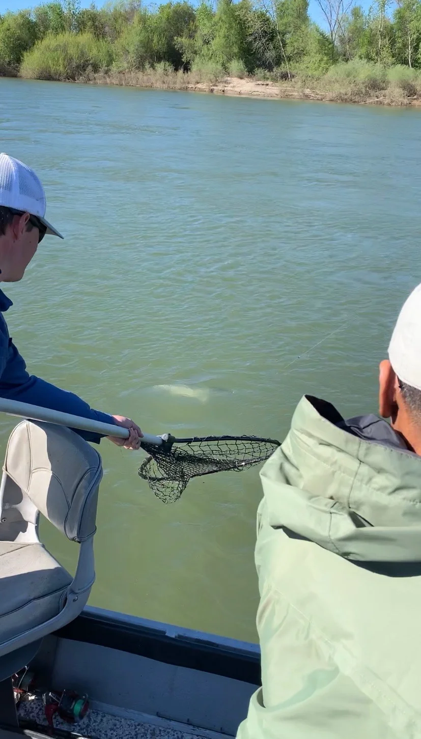 Striped Bass At The Net