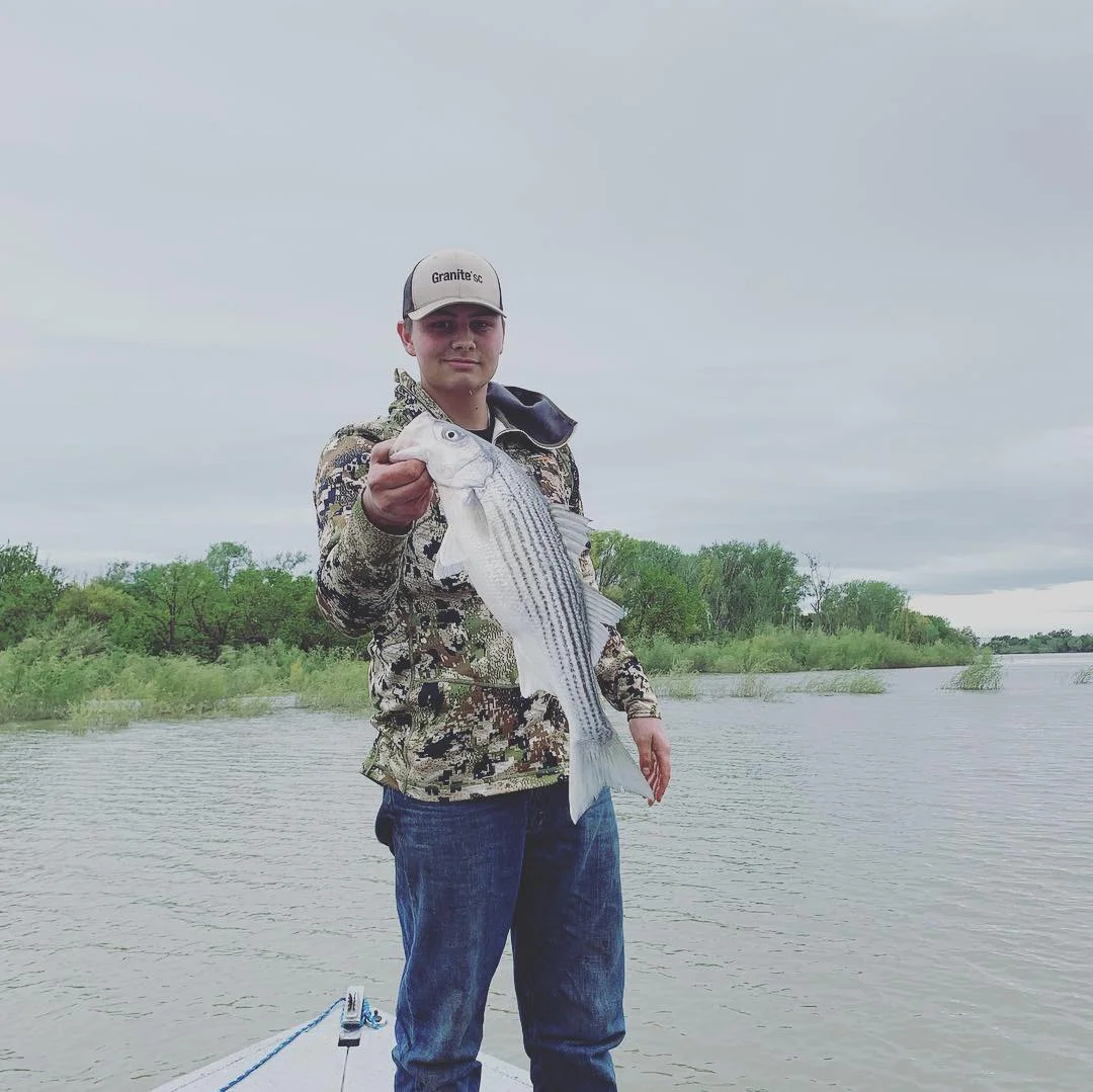 Keeper Striped Bass Pouring Into The Sacramento River