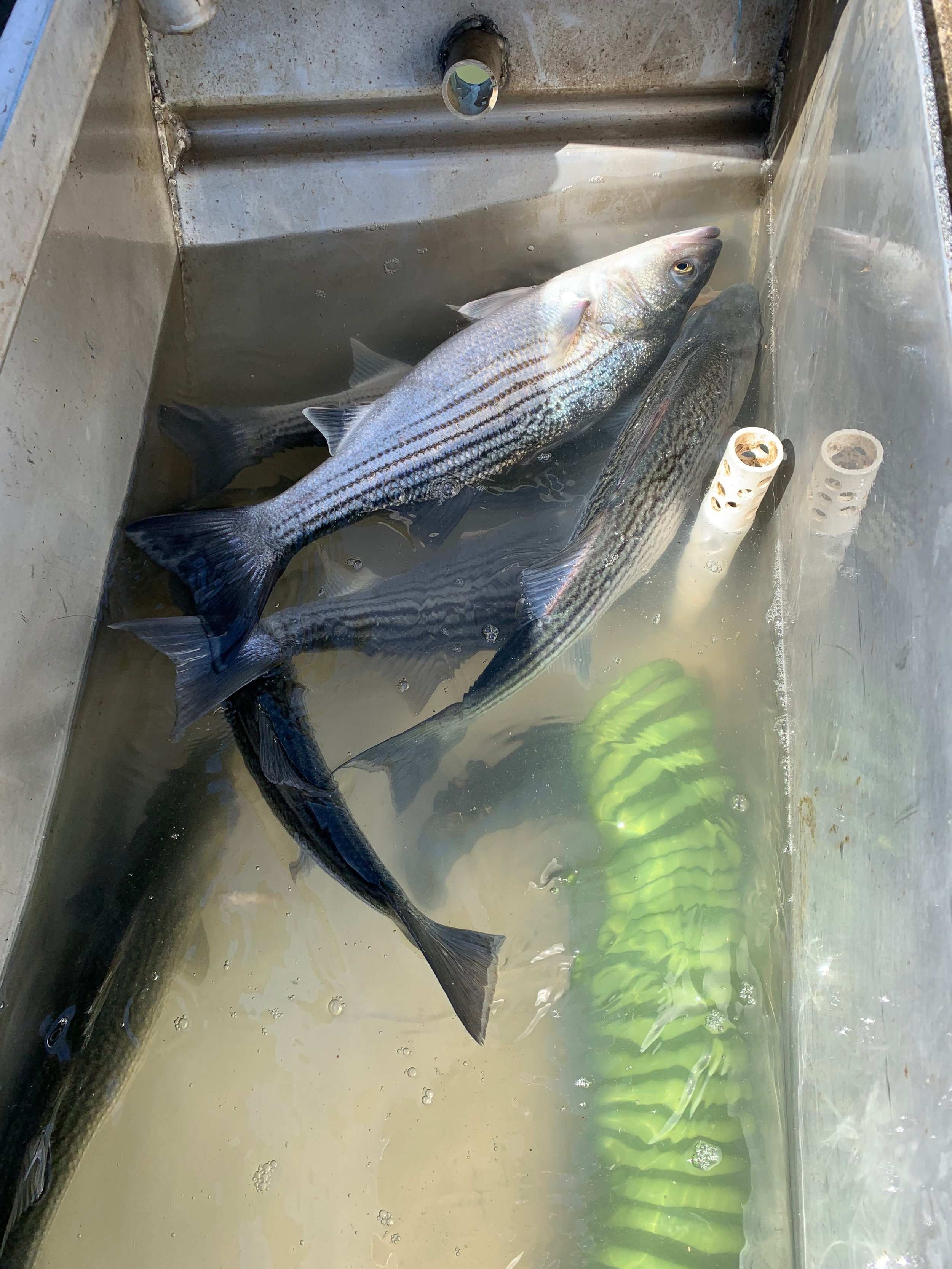 Fish Box Full Of Striped Bass
