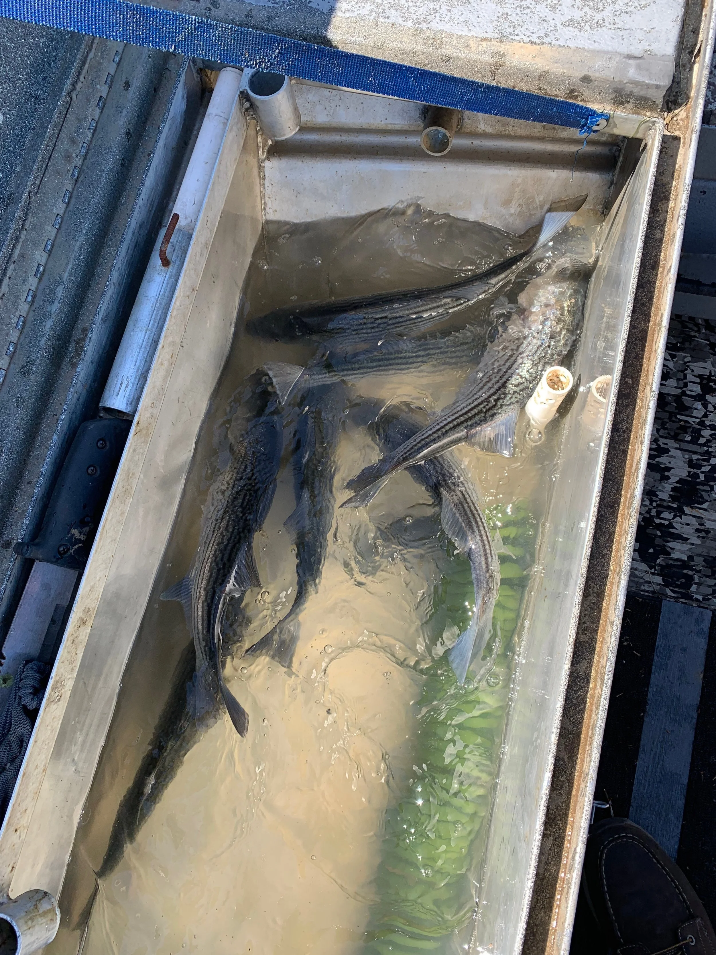 Striped Bass Swimming In The Live Well