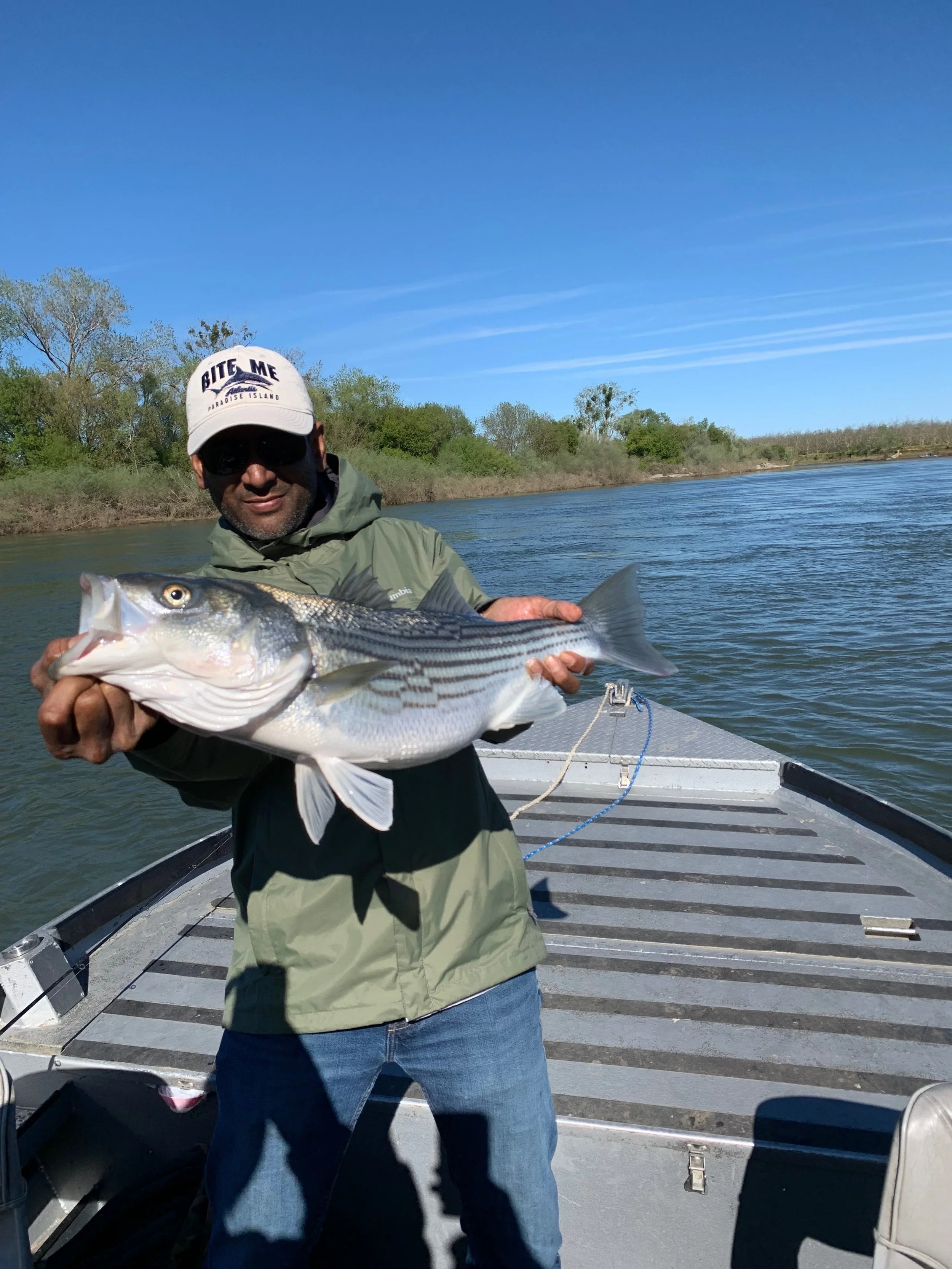 Chico, Ca Resident With A Quality Striped Bass