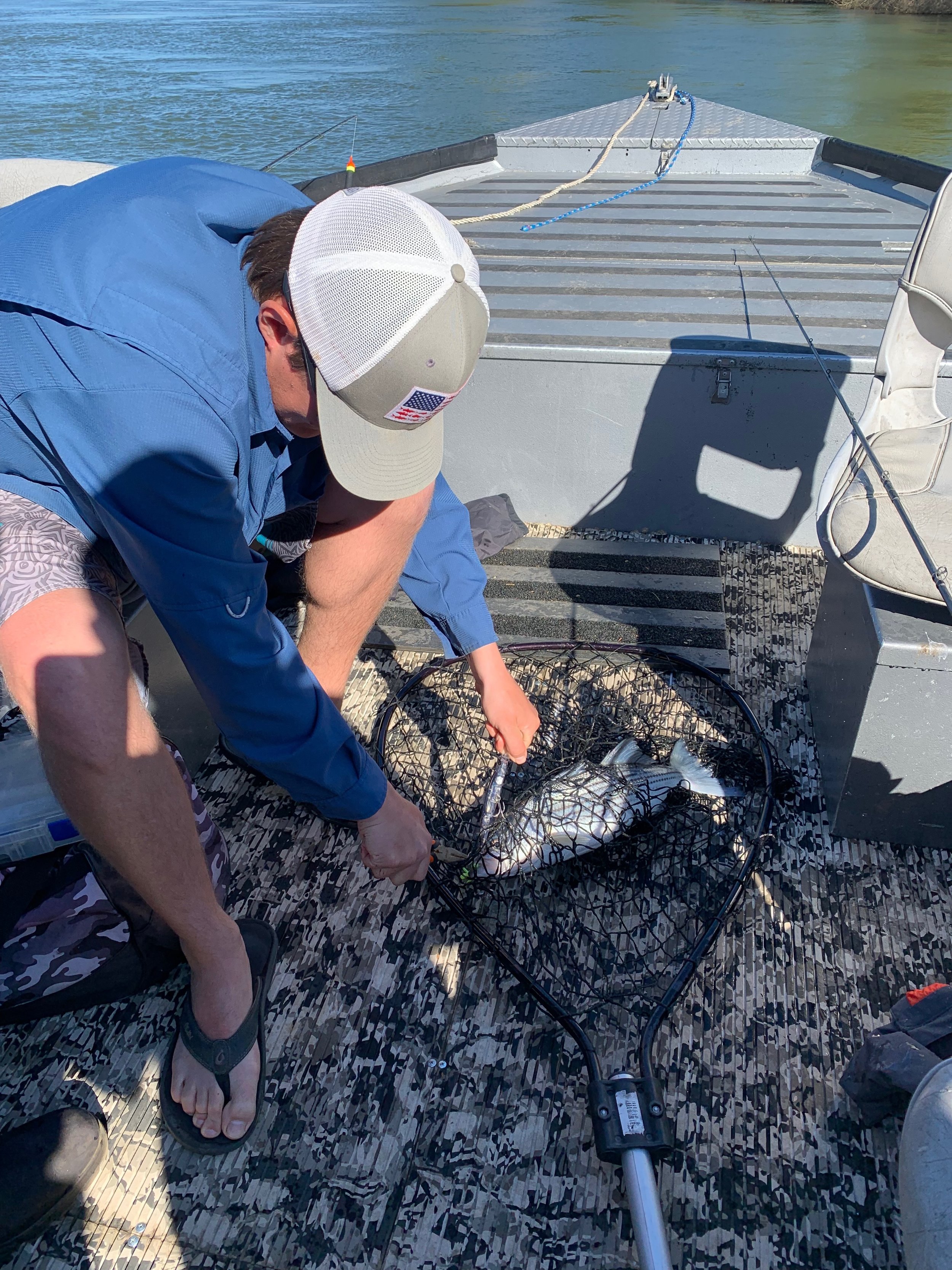 Striped Bass In The Charter Boat